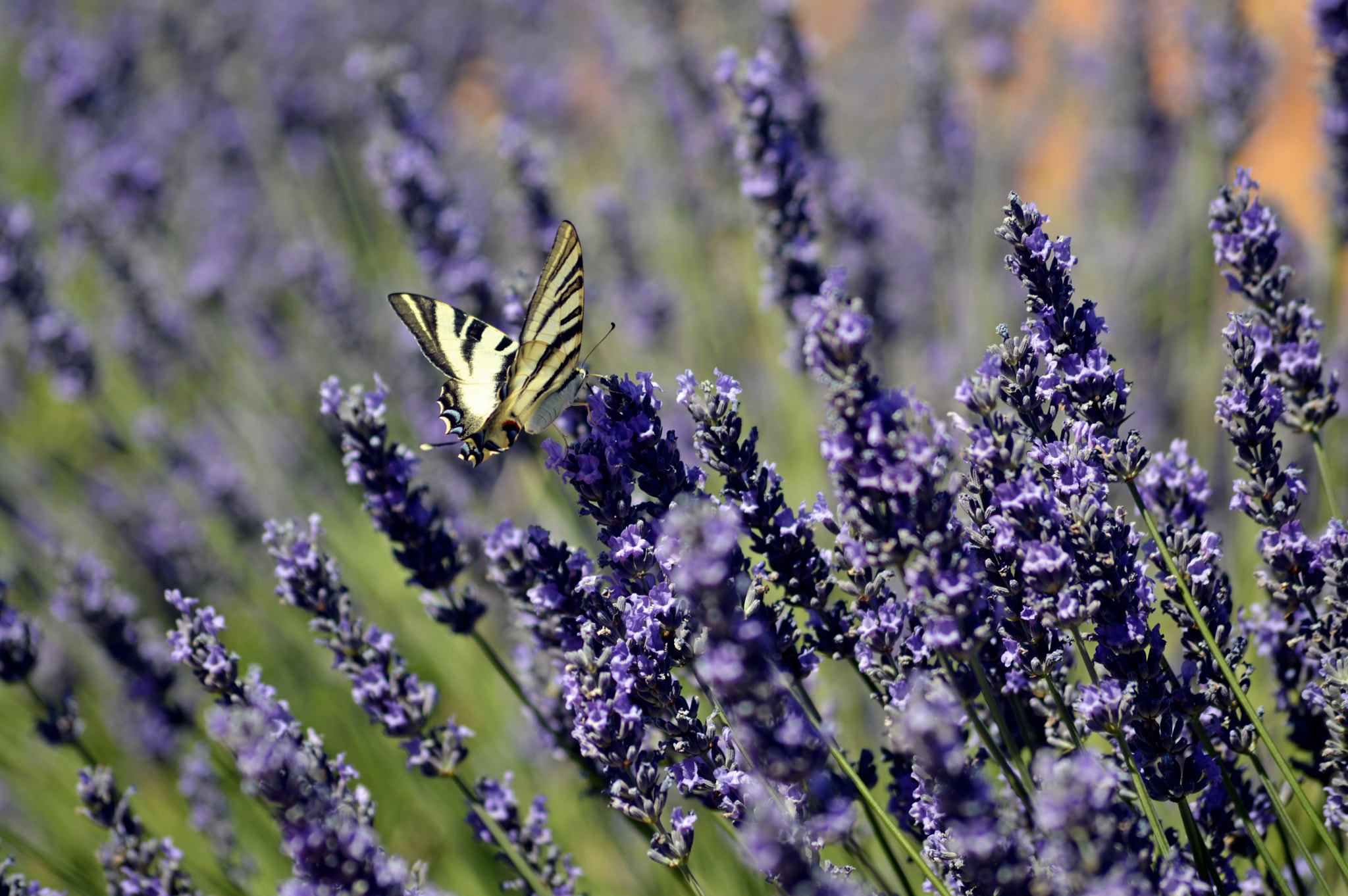 Sigma 70-300mm F4-5.6 APO Macro Super II sample photo. Volando libre photography