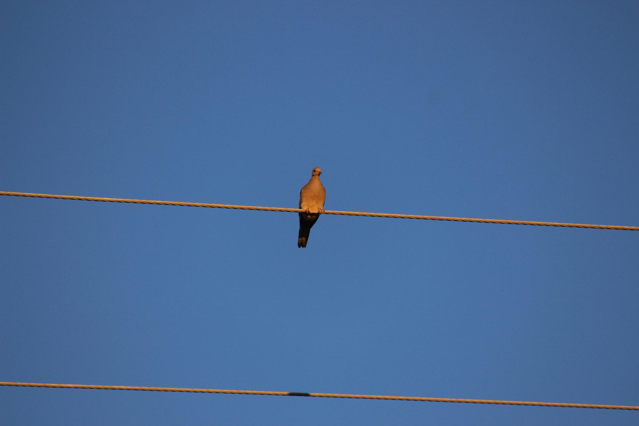 Canon EF-S 55-250mm F4-5.6 IS STM sample photo. Bird on a wire photography