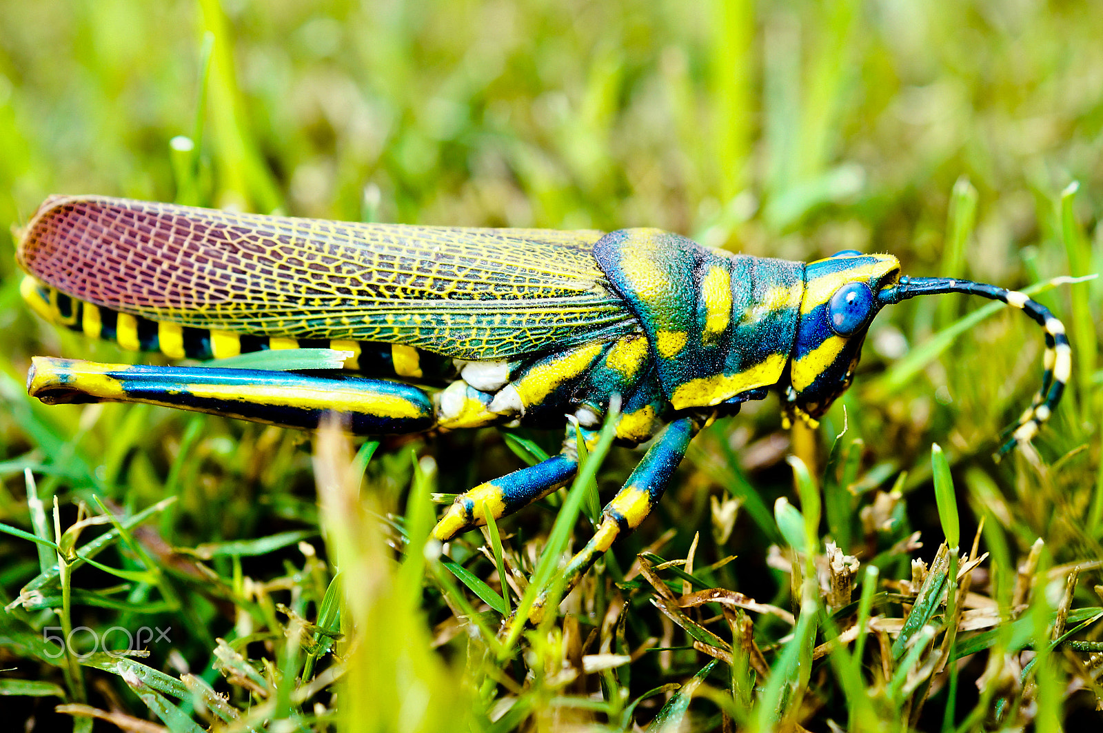 Sony SLT-A57 sample photo. Colored grasshoper photography
