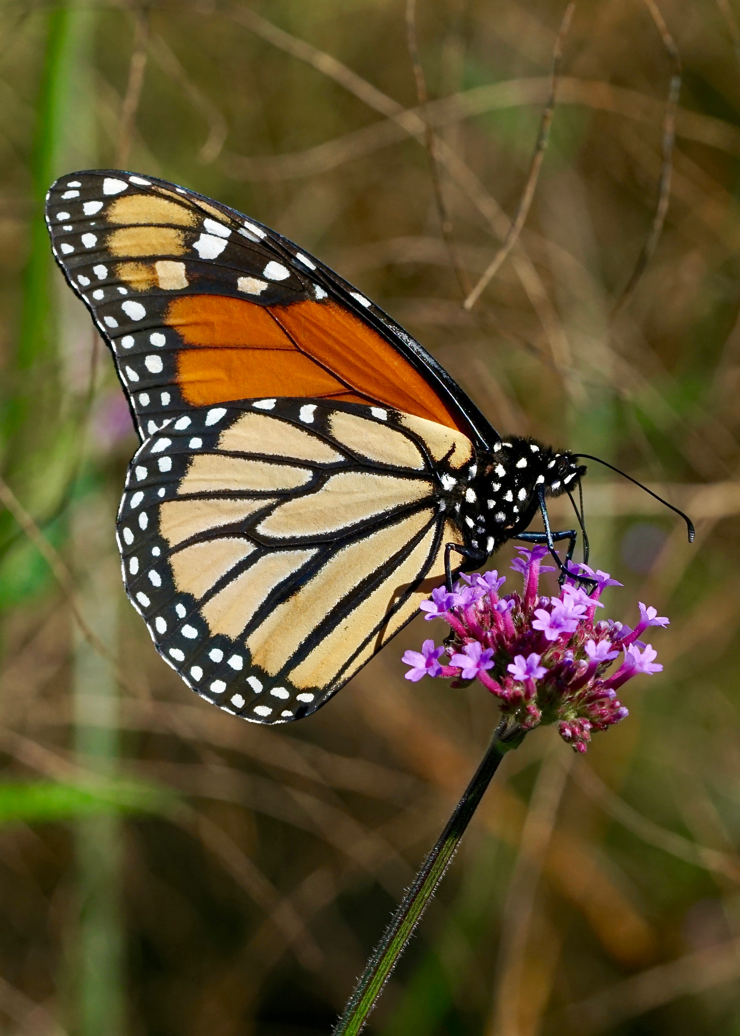 Sony FE 90mm F2.8 Macro G OSS sample photo. Monarch photography