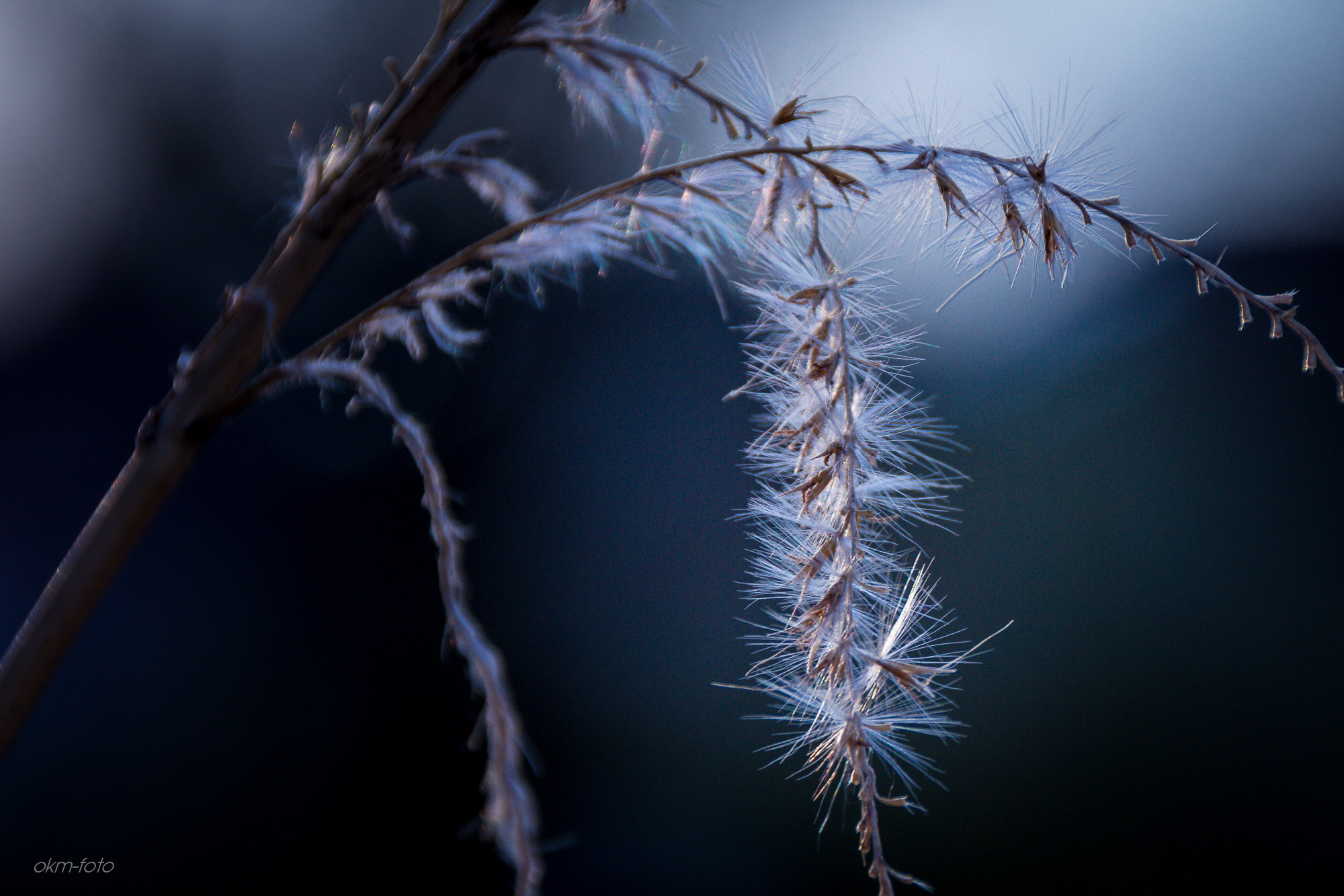 Sigma 18-250mm F3.5-6.3 DC OS HSM sample photo. Grass photography
