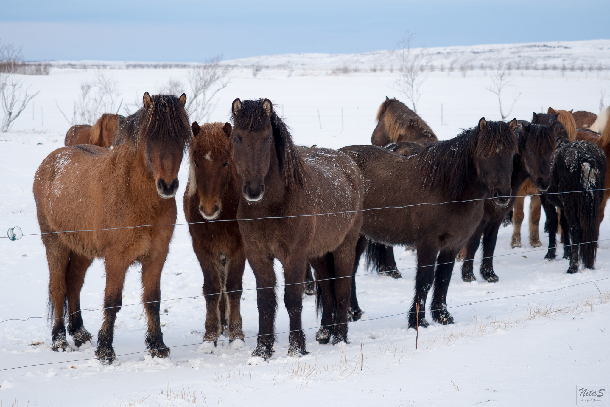 Olympus OM-D E-M1 Mark II sample photo. Islandic horse photography