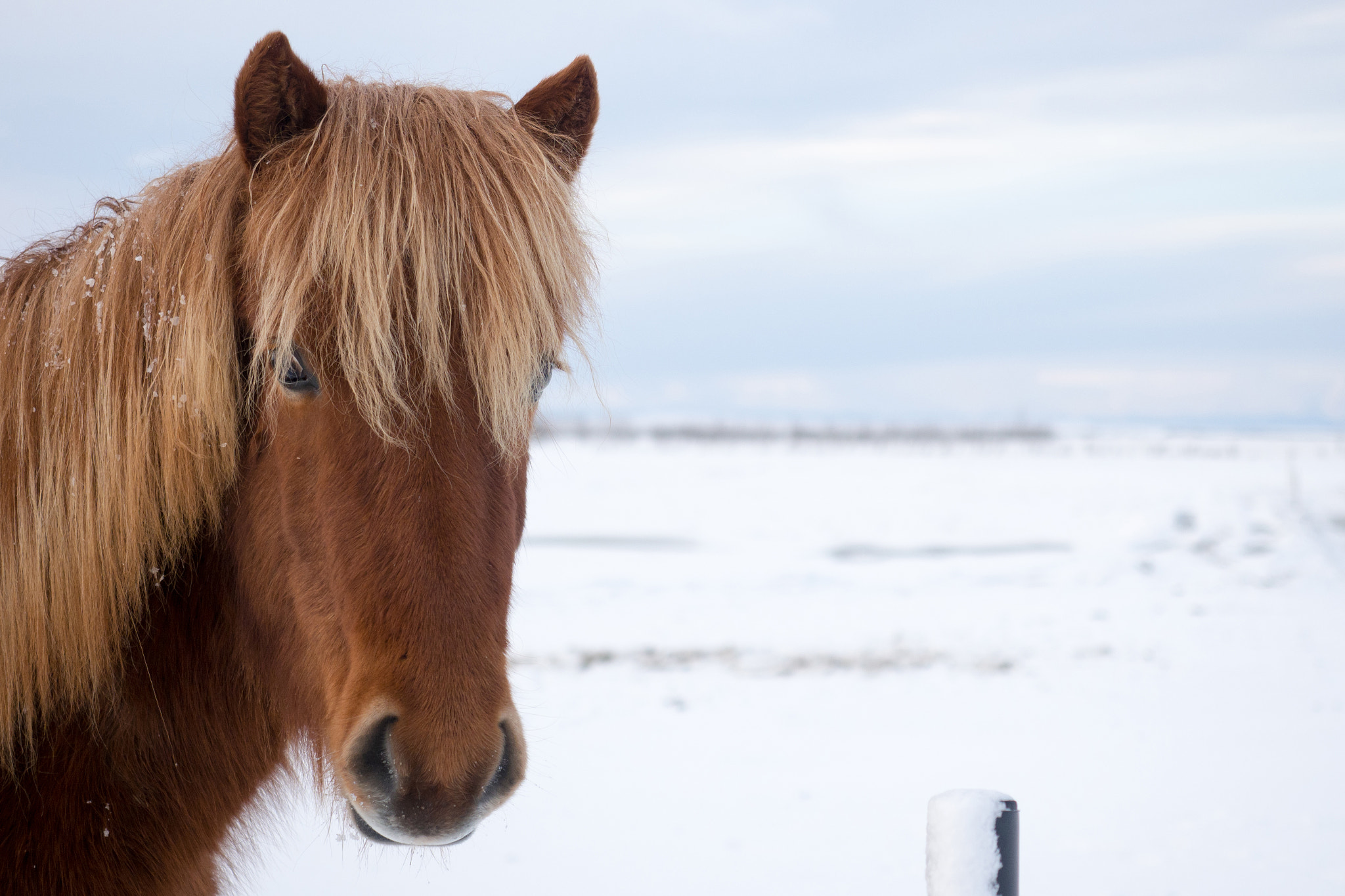 Olympus OM-D E-M1 Mark II + Olympus M.Zuiko Digital ED 12-40mm F2.8 Pro sample photo. Islandic horse photography