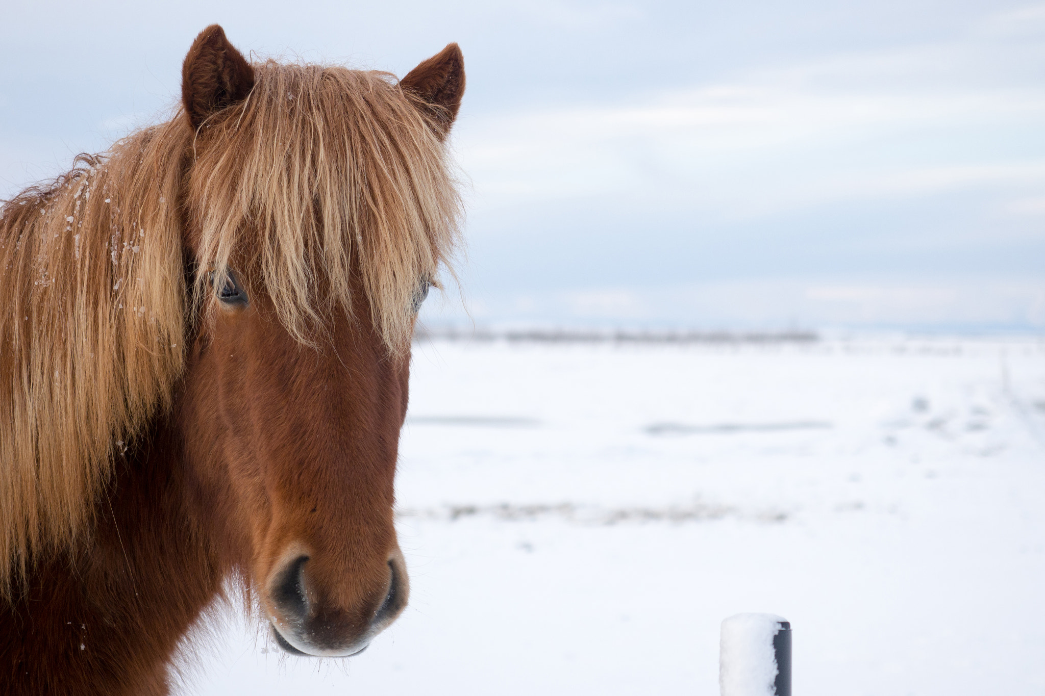 Olympus OM-D E-M1 Mark II sample photo. Islandic horse photography