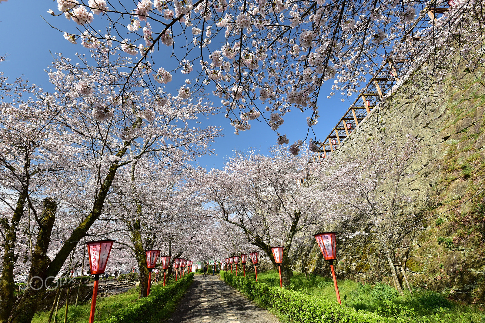 Nikon D750 sample photo. Cherry blossoms in tsuyama castle, okayama, japan photography