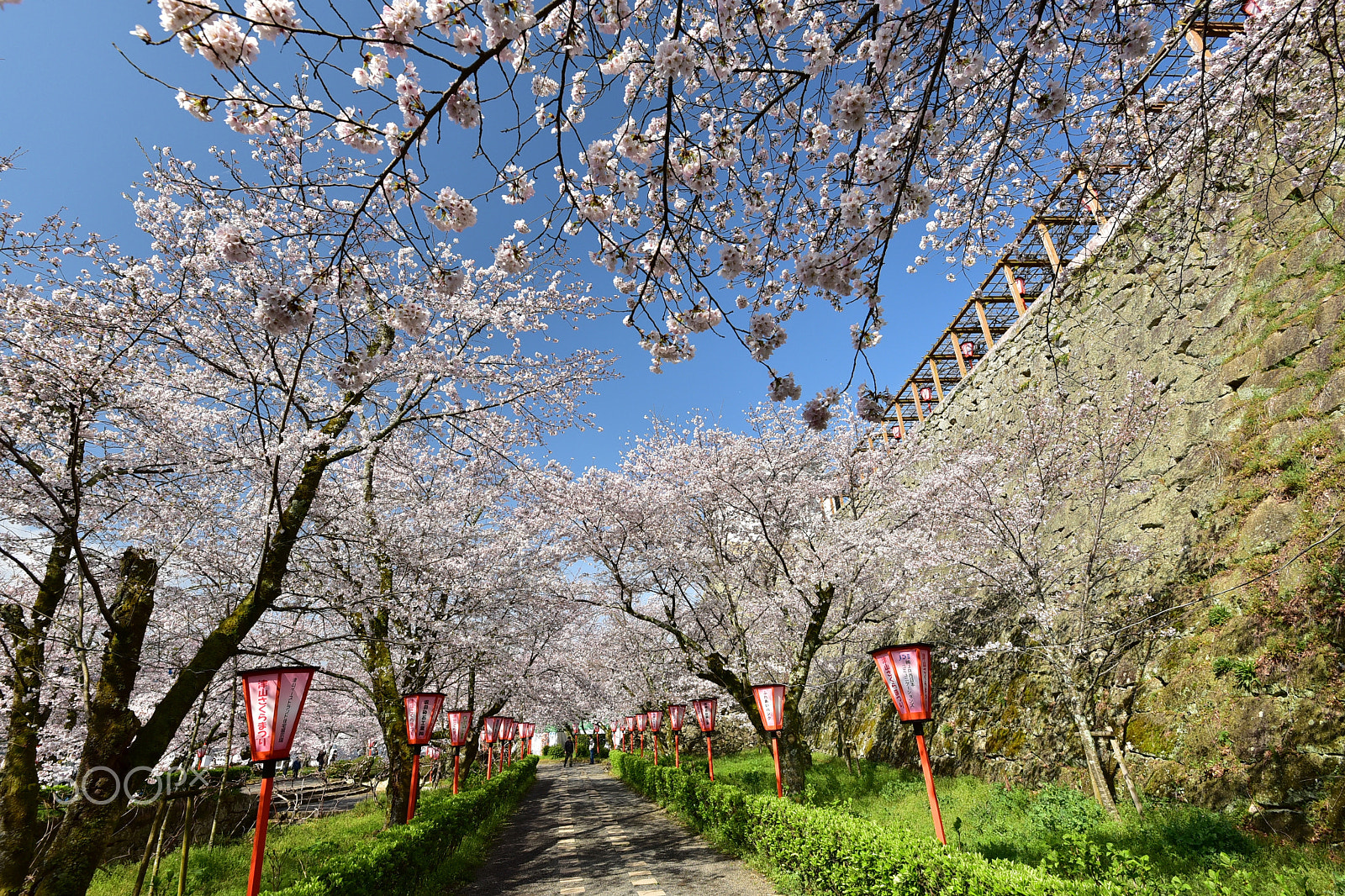 Nikon AF-S Nikkor 16-35mm F4G ED VR sample photo. Cherry blossoms in tsuyama castle, okayama, japan photography