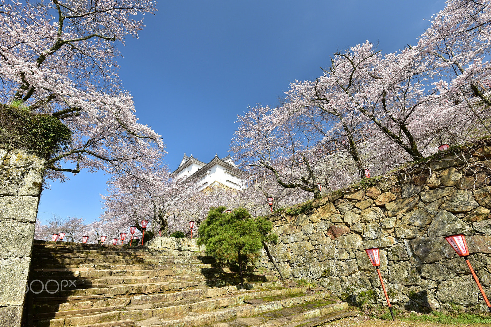 Nikon AF-S Nikkor 16-35mm F4G ED VR sample photo. Cherry blossoms in tsuyama castle, okayama, japan photography
