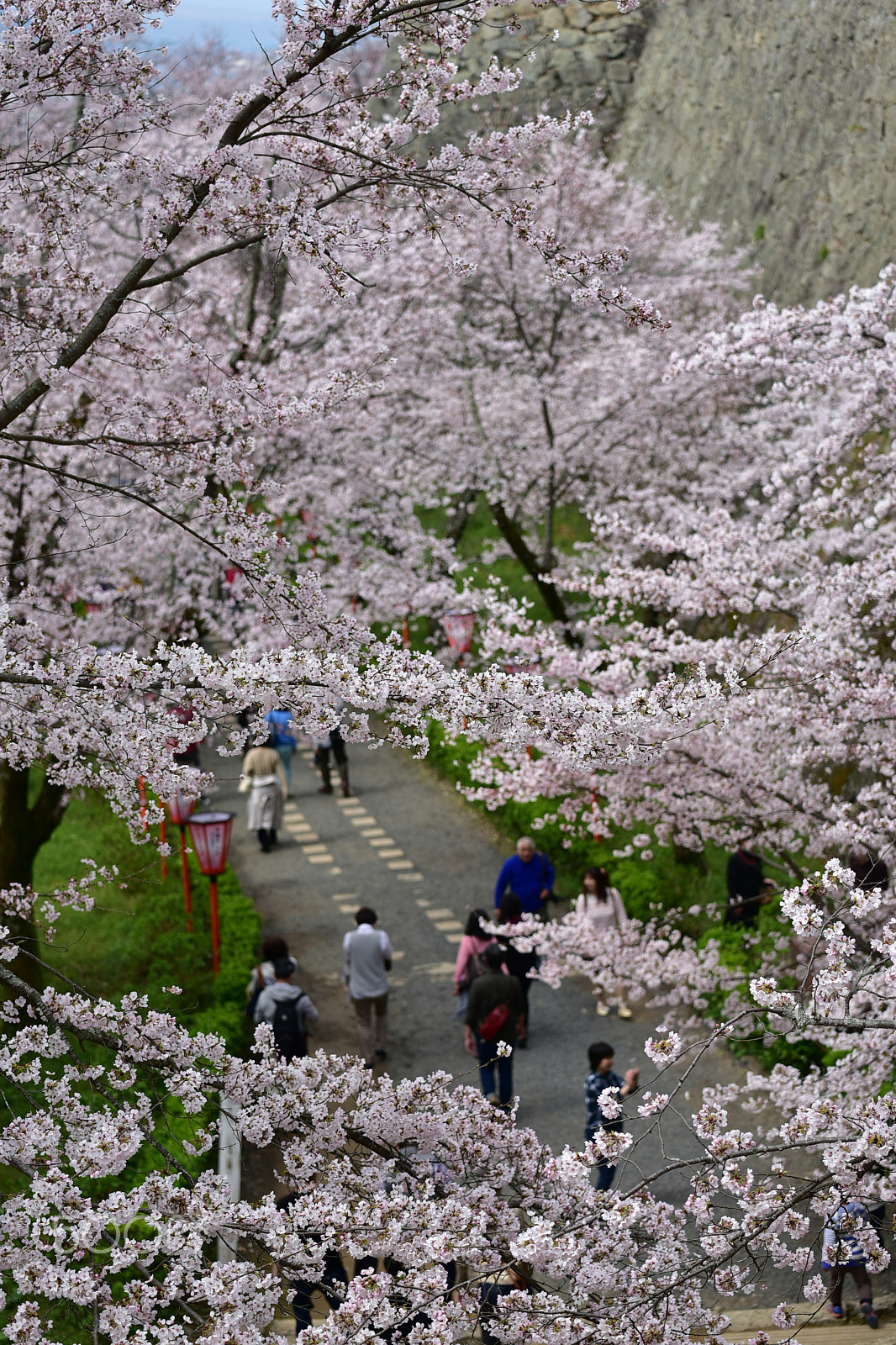 Nikon D750 + Nikon AF-S Nikkor 70-200mm F4G ED VR sample photo. Cherry blossoms in tsuyama castle, okayama, japan photography
