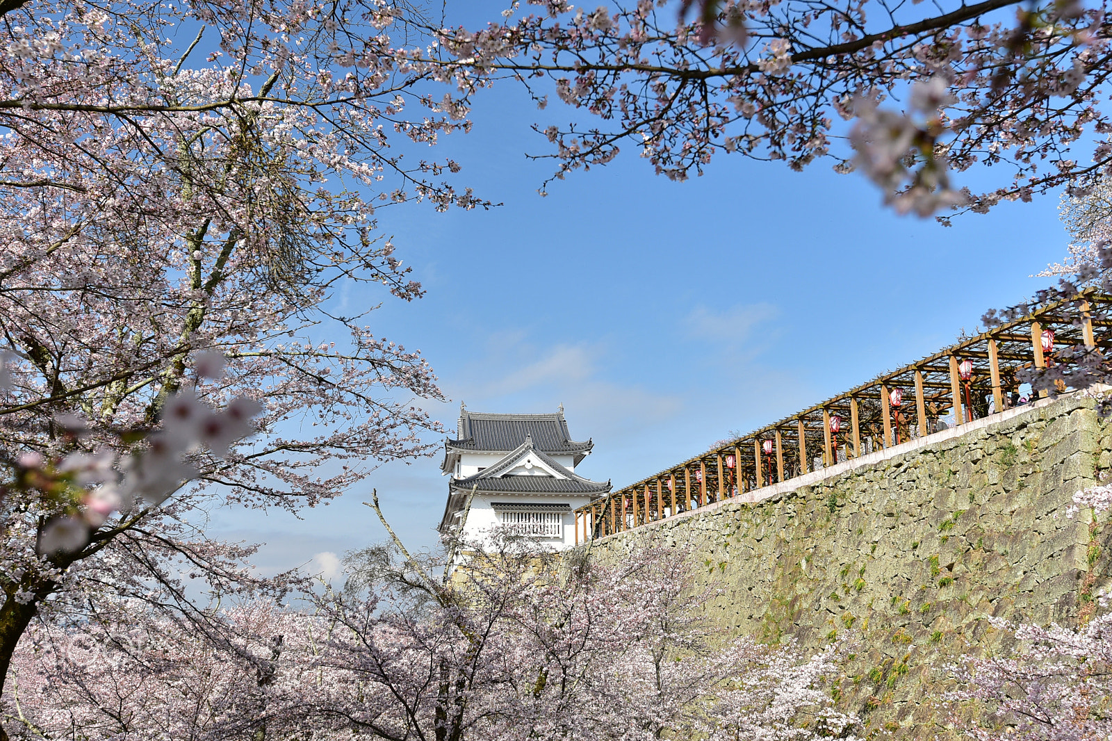 Nikon D750 sample photo. Cherry blossoms in tsuyama castle, okayama, japan photography