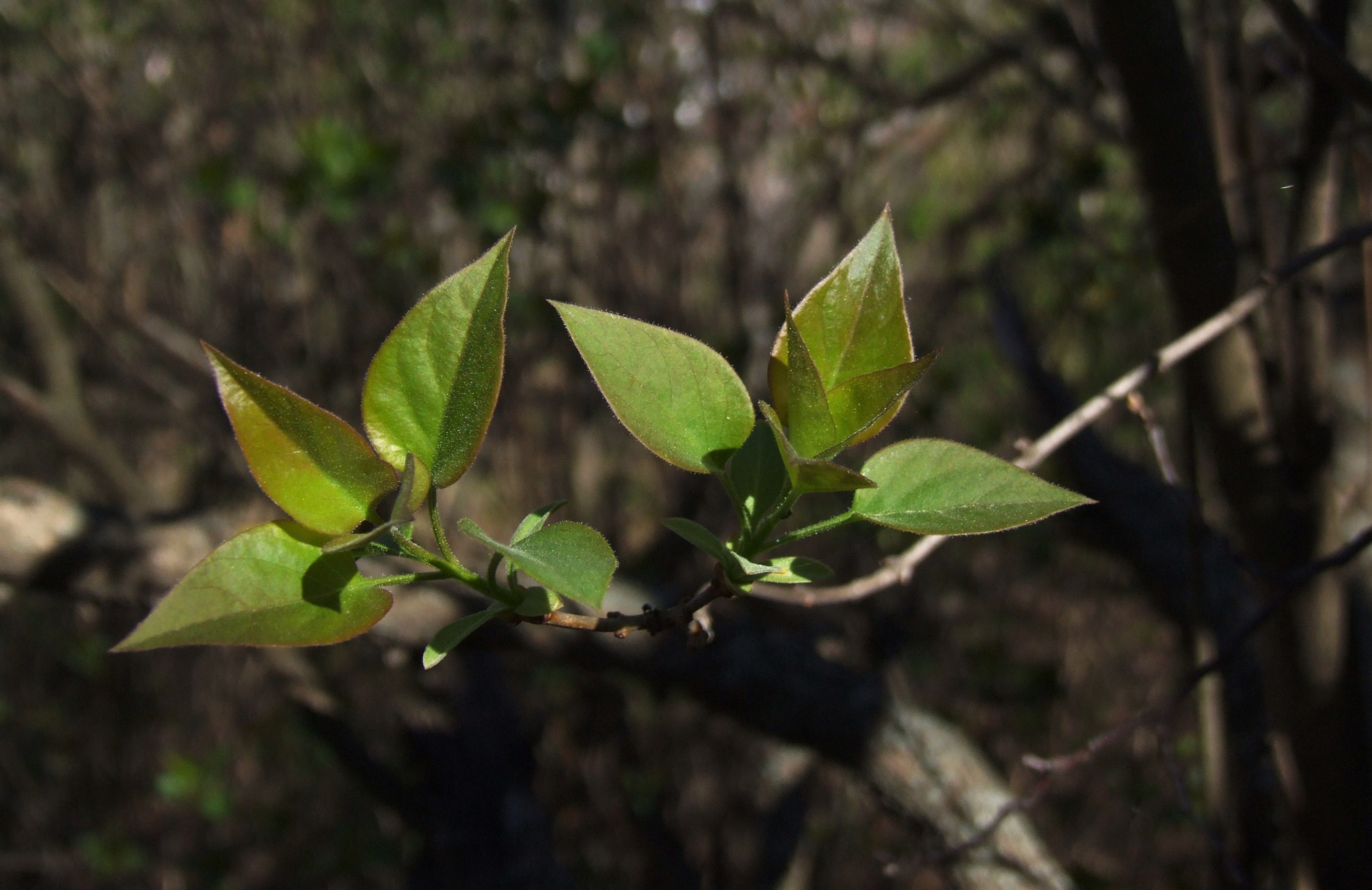 Fujifilm FinePix S9600 sample photo. The awakening for a new life photography