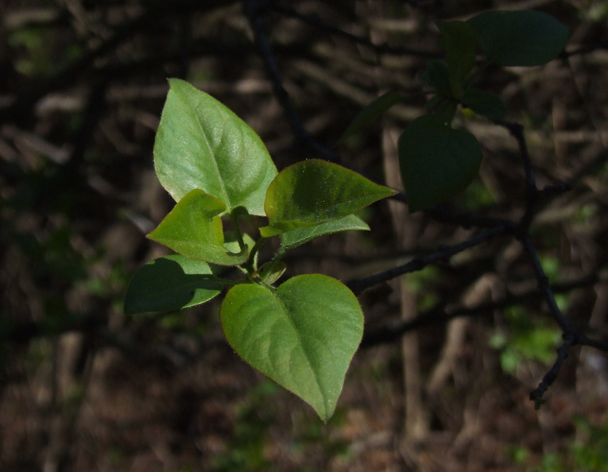 Fujifilm FinePix S9600 sample photo. The awakening for a new life photography