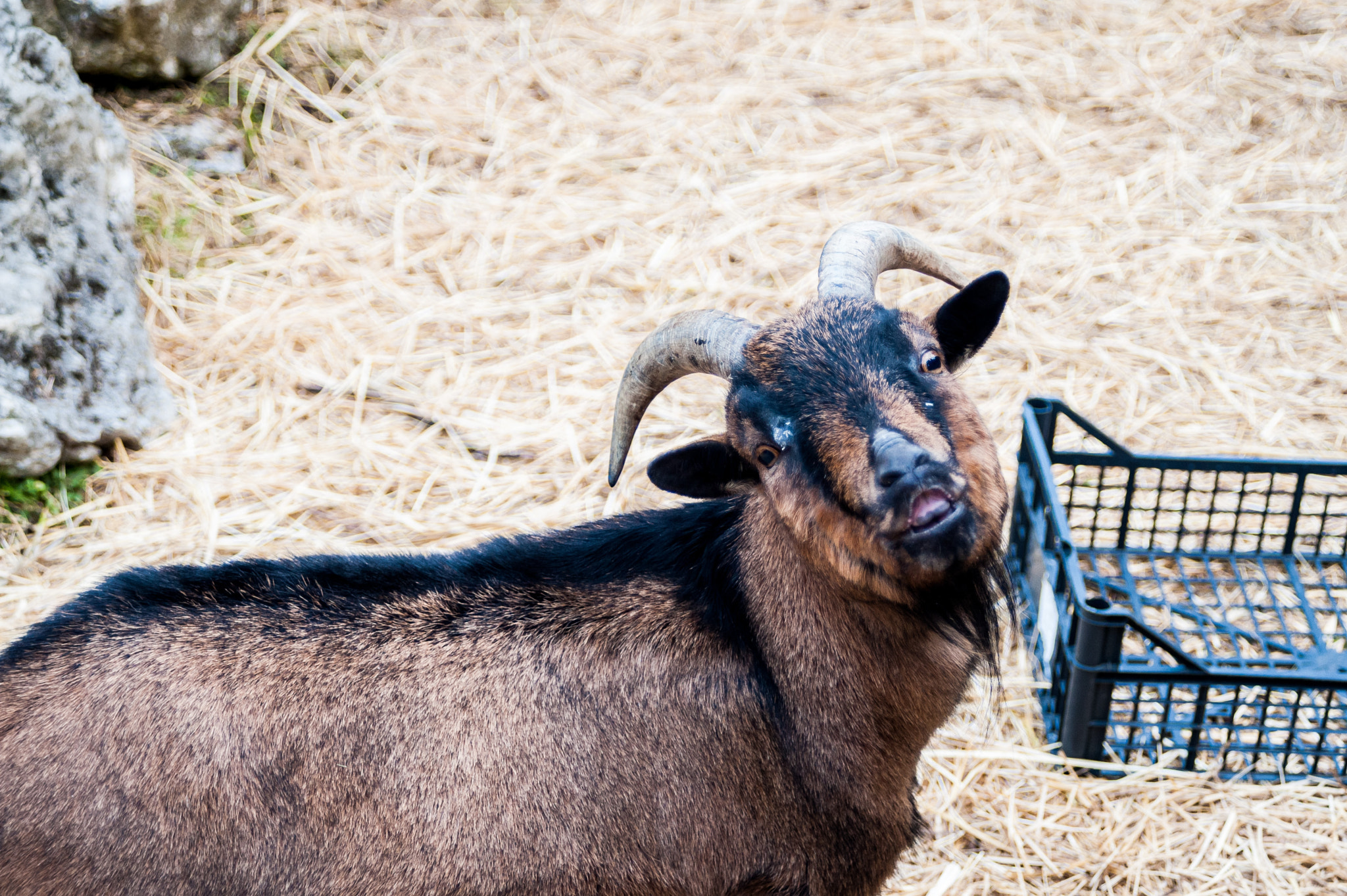 AF Zoom-Nikkor 35-70mm f/3.3-4.5 N sample photo. Goat photography