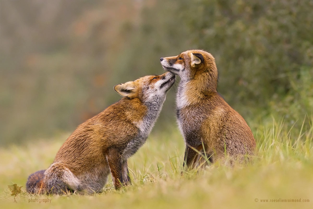 Canon EOS 7D + Canon EF 300mm F4L IS USM sample photo. Foxy love photography