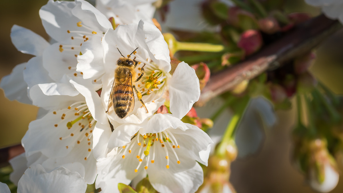 Nikon D5500 sample photo. Cherry blossoms photography