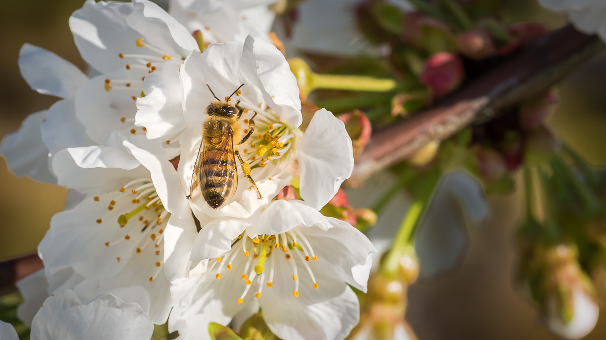 Sigma 105mm F2.8 EX DG OS HSM sample photo. Cherry blossoms photography