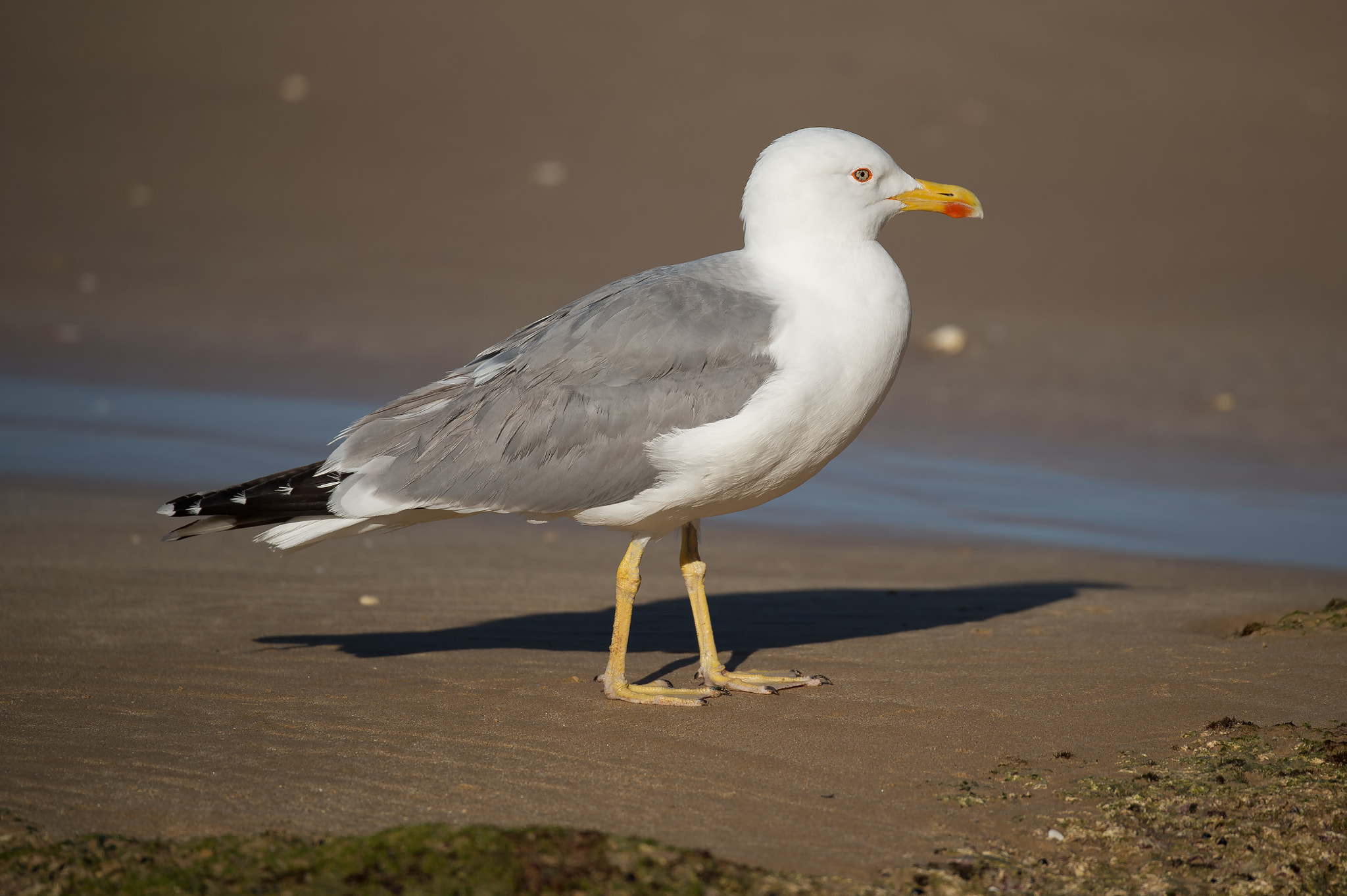 Nikon D4S sample photo. Möwe photography