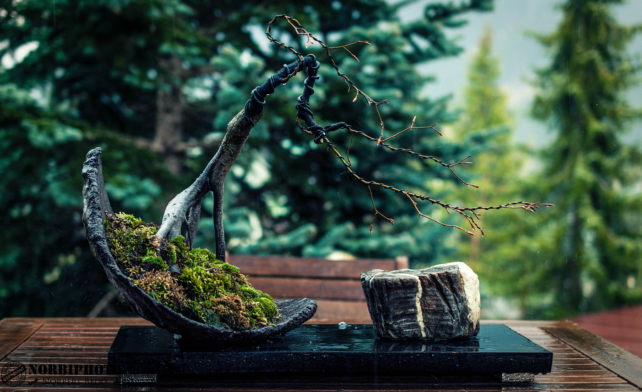 Nikon D90 + Nikon AF-S DX Micro Nikkor 40mm F2.8 sample photo. Bonsai with suiseki photography