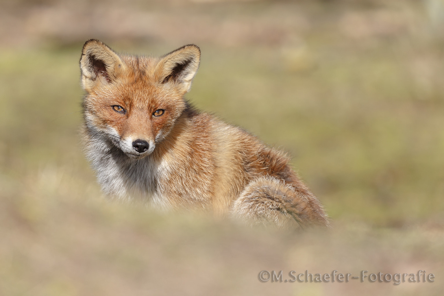 Canon EOS-1D X + Canon EF 100-400mm F4.5-5.6L IS II USM sample photo. Red fox photography