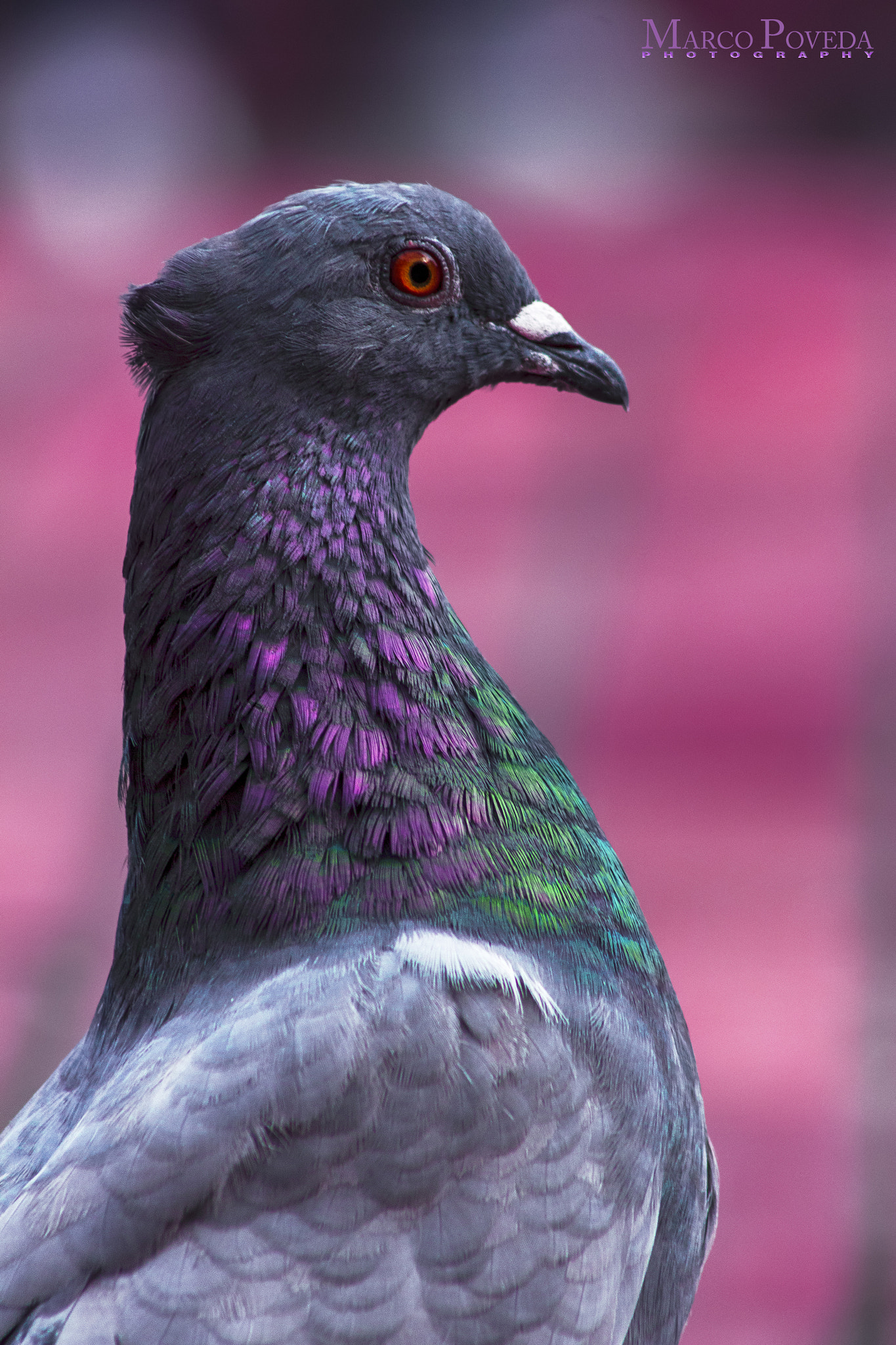 Canon EF 75-300mm f/4-5.6 USM sample photo. Ave alerta photography