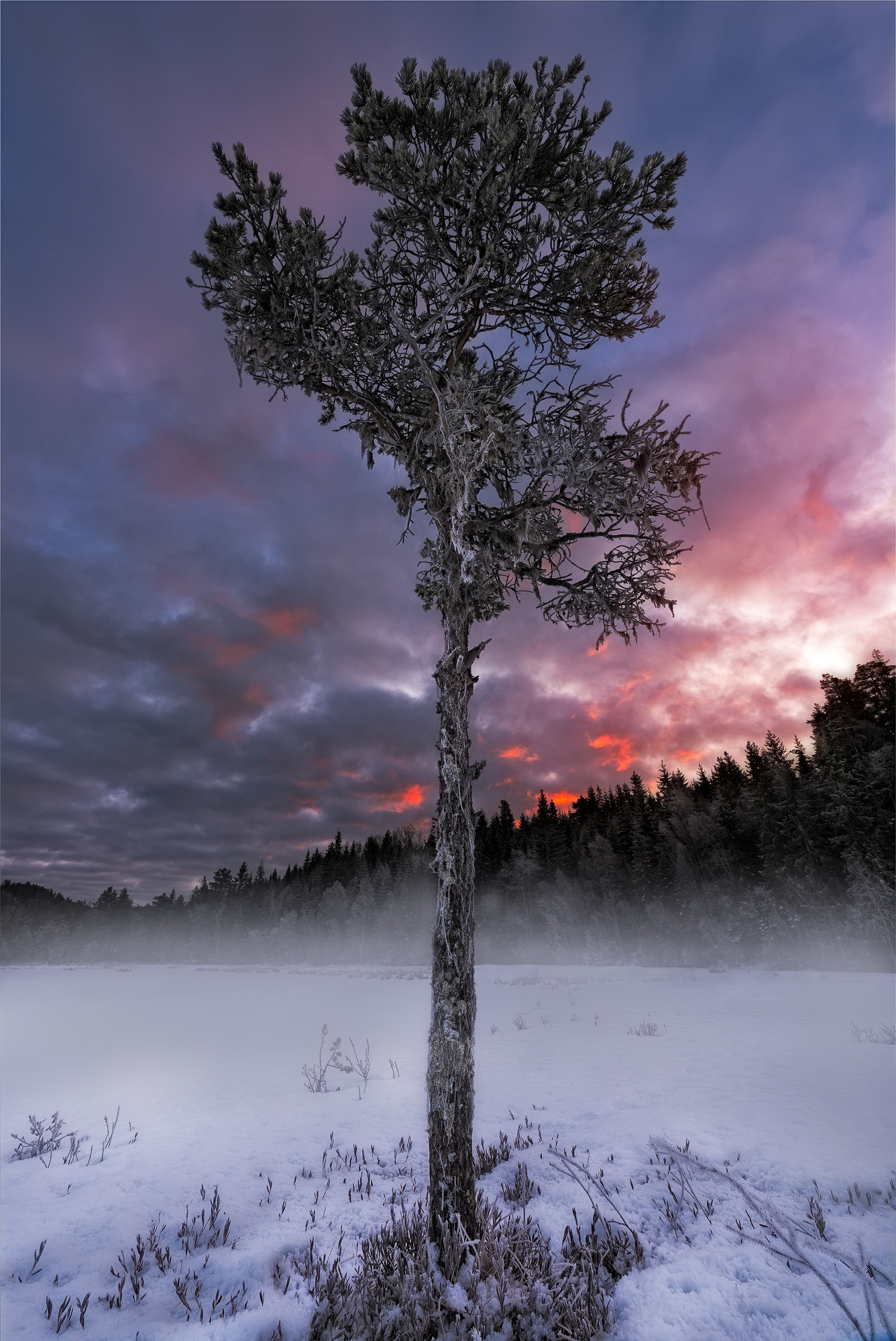 Nikon AF-S Nikkor 14-24mm F2.8G ED sample photo. Lonely pine  photography