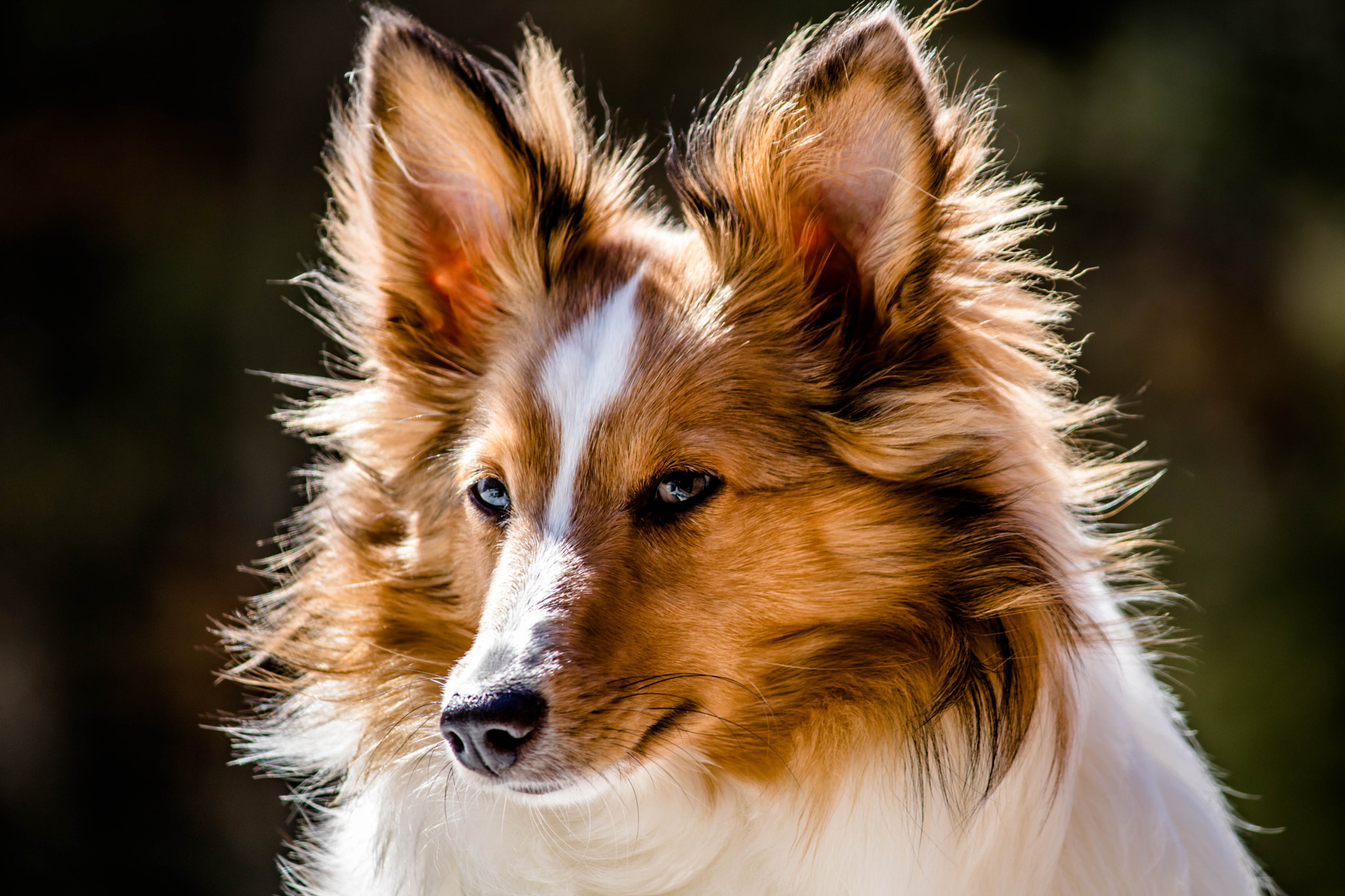 Canon EF-S 55-250mm F4-5.6 IS sample photo. Maila photography