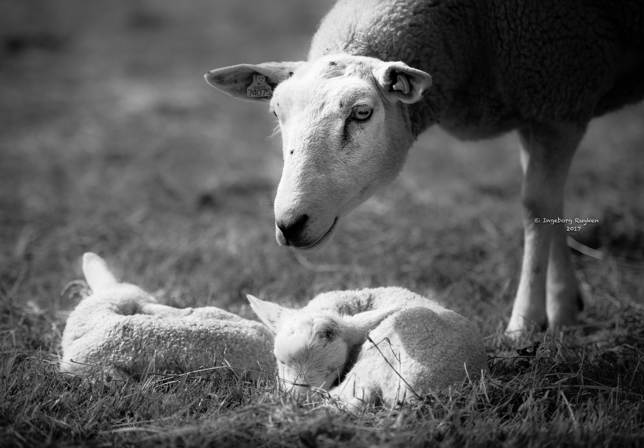 Nikon AF-S Nikkor 70-200mm F2.8G ED VR II sample photo. Such a proud mommy photography