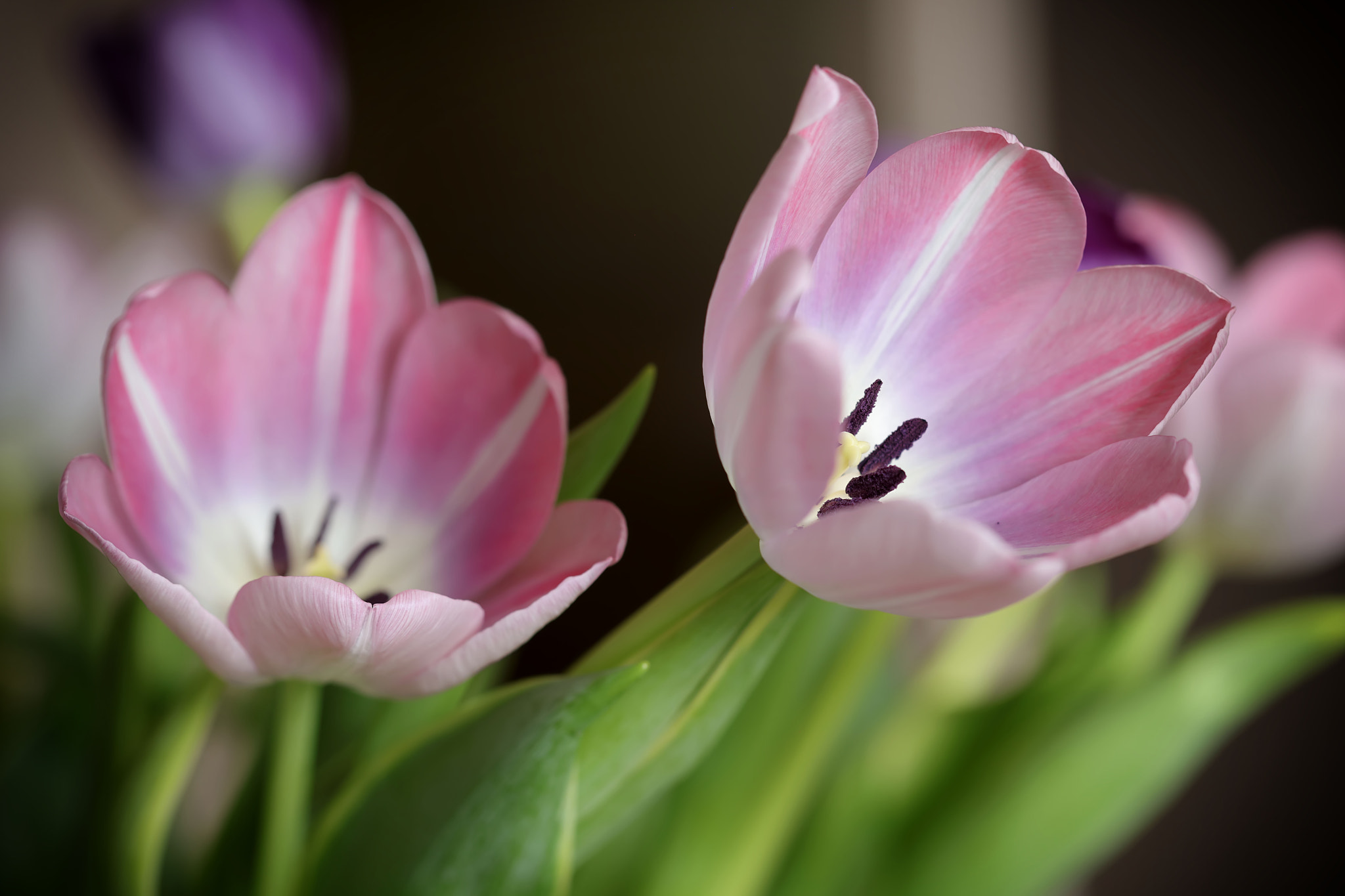 Canon EF 100mm F2.8 Macro USM sample photo. Joyful monday photography