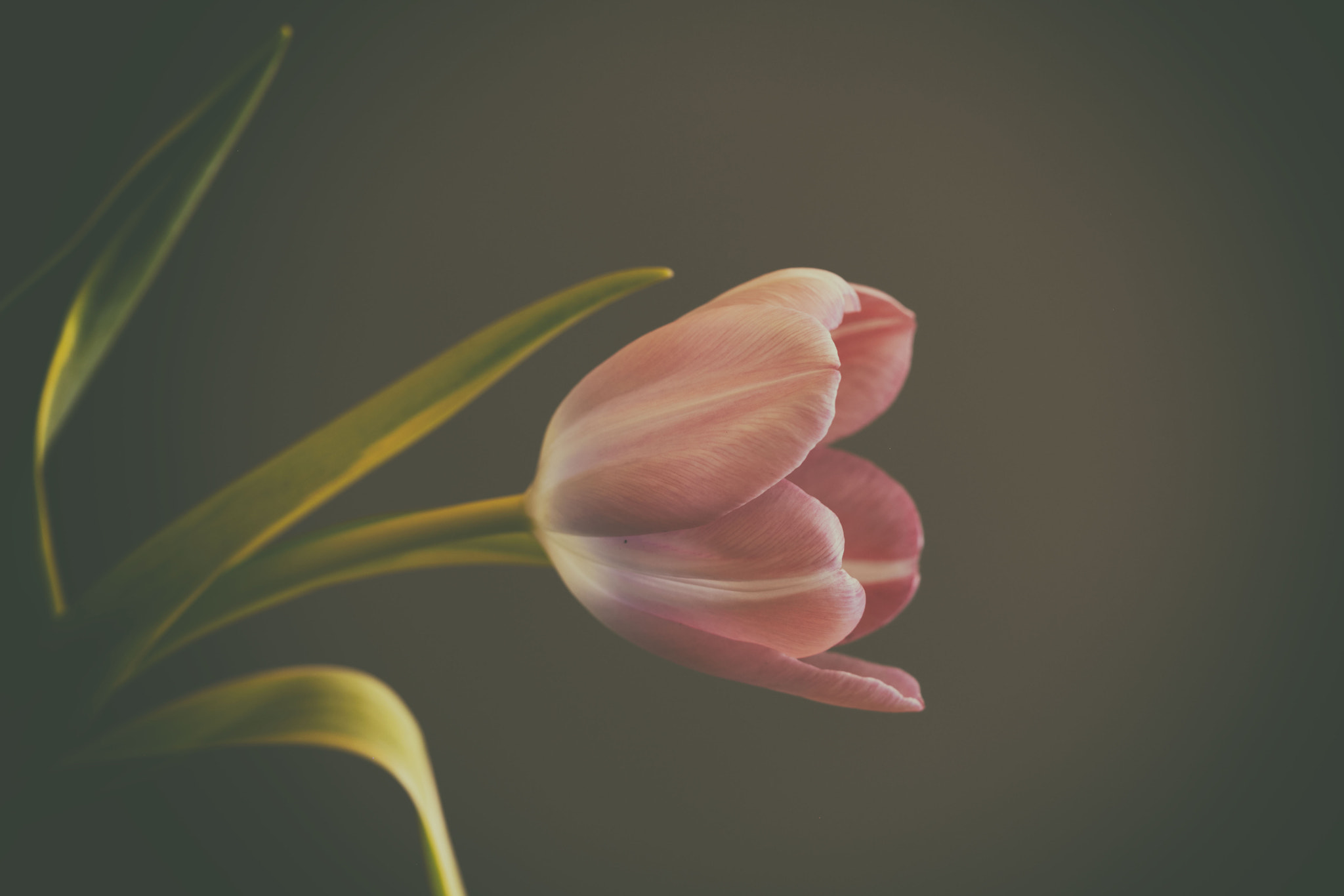 Canon EF 100mm F2.8 Macro USM sample photo. Solo photography