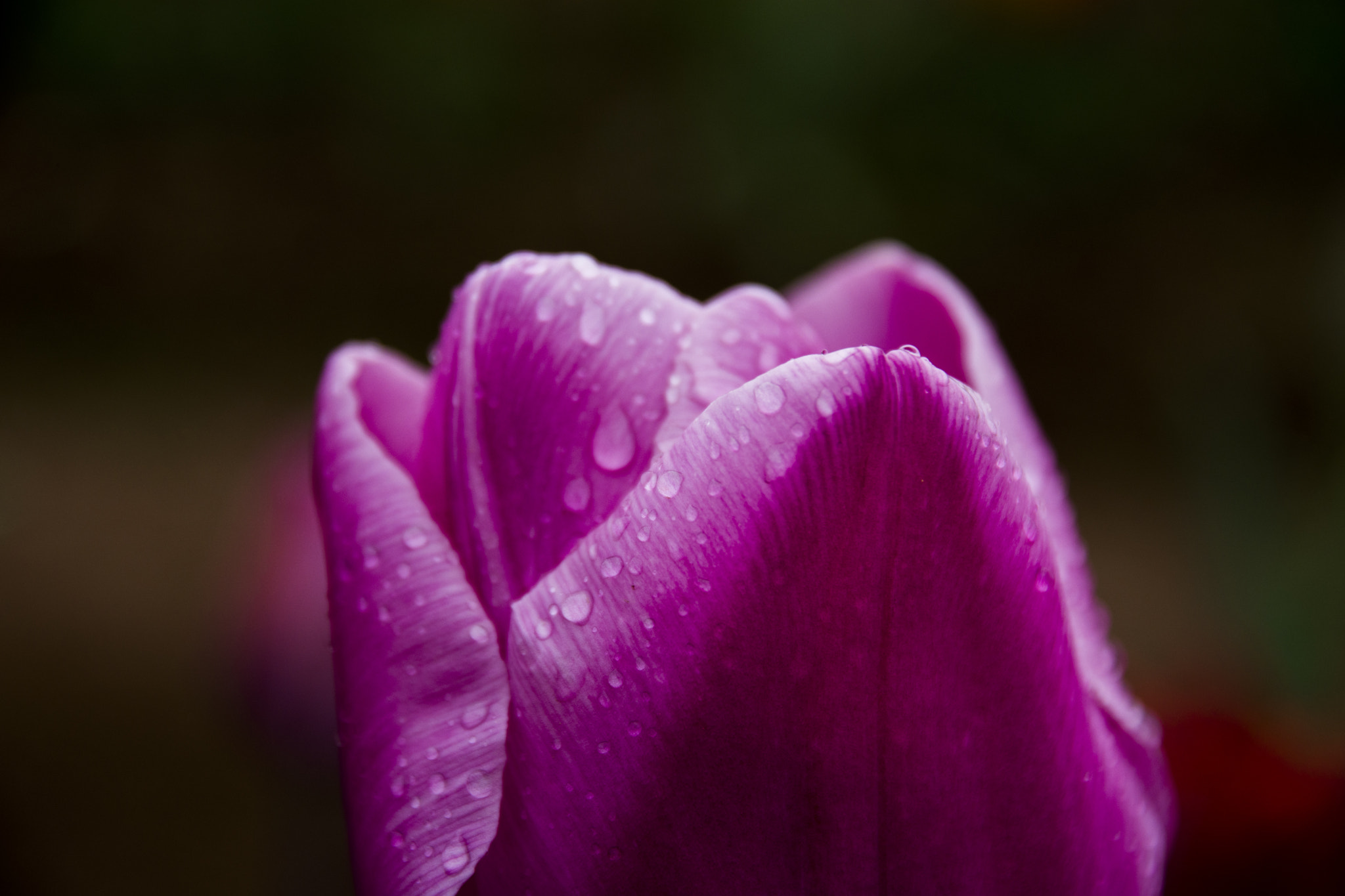 Sigma 17-70mm F2.8-4 DC Macro OS HSM | C sample photo