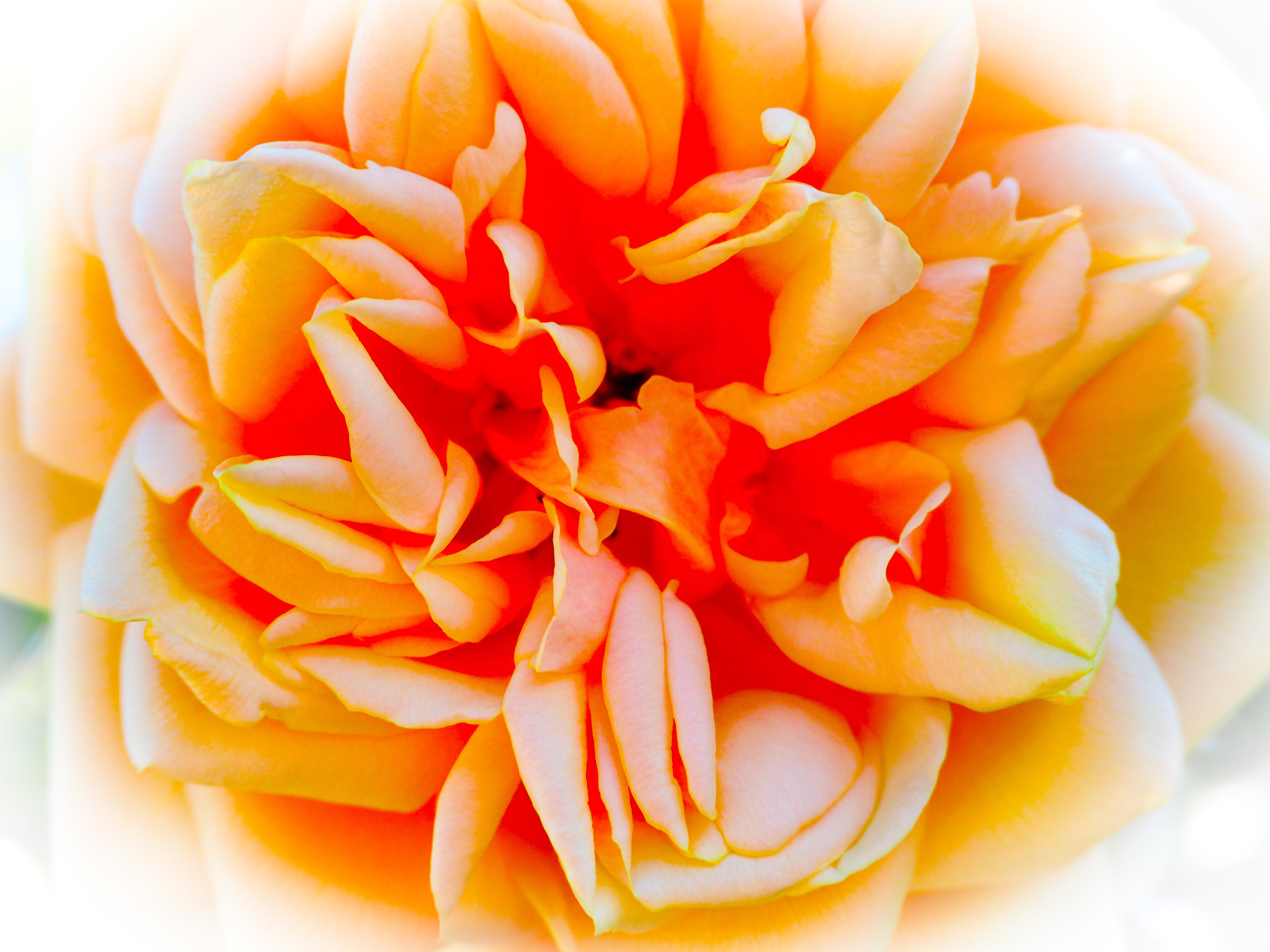 Olympus OM-D E-M10 II sample photo. Peach rose photography