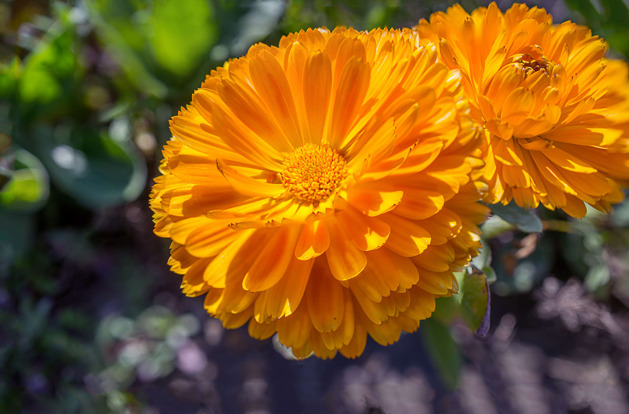 Nikon D610 sample photo. Sunshine & flowers photography
