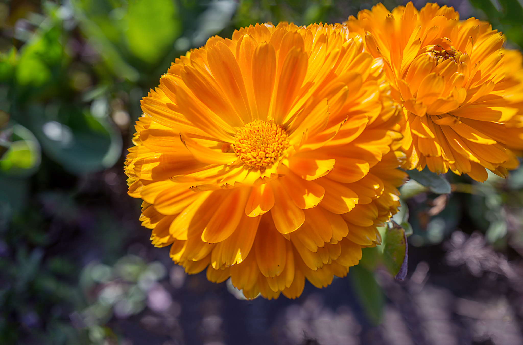 Nikon AF-S DX Micro Nikkor 40mm F2.8 sample photo. Sunshine & flowers photography