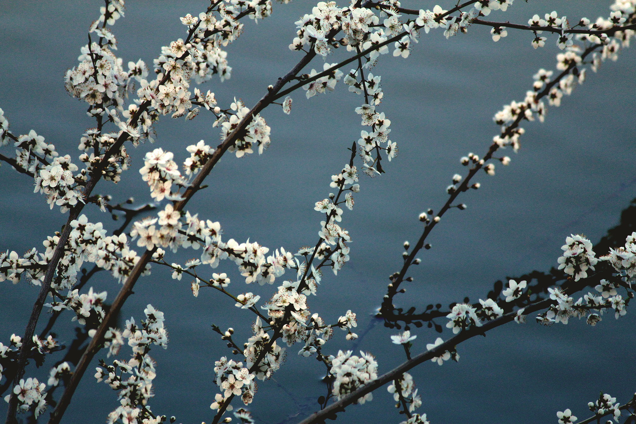 Canon EF-S 55-250mm F4-5.6 IS II sample photo. Chain of beauty... photography