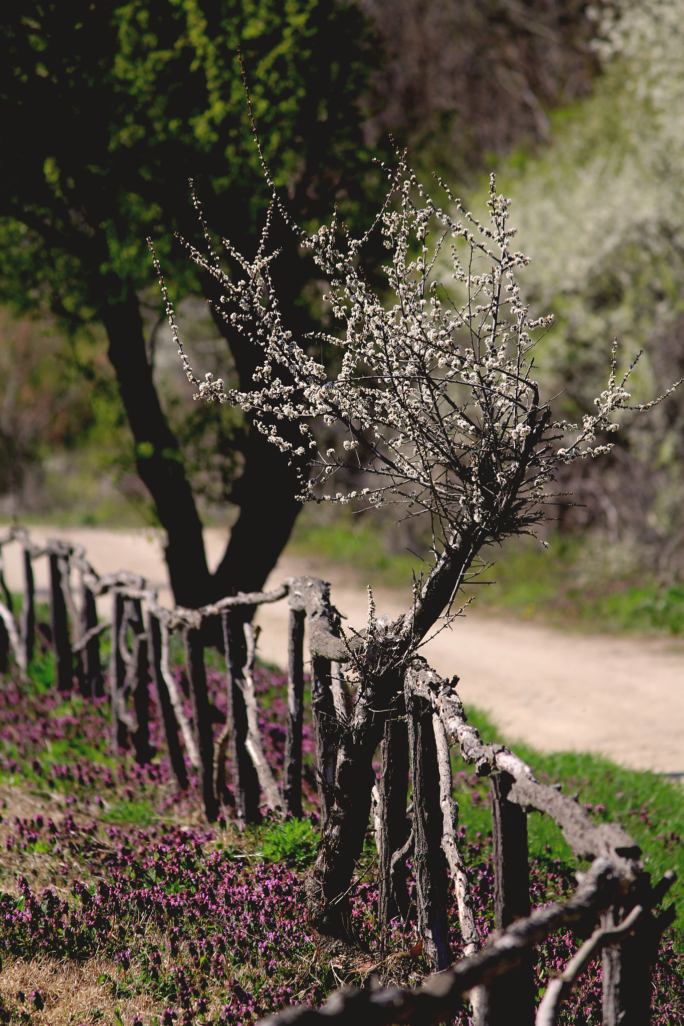 Canon EF-S 55-250mm F4-5.6 IS II sample photo. Only road... photography