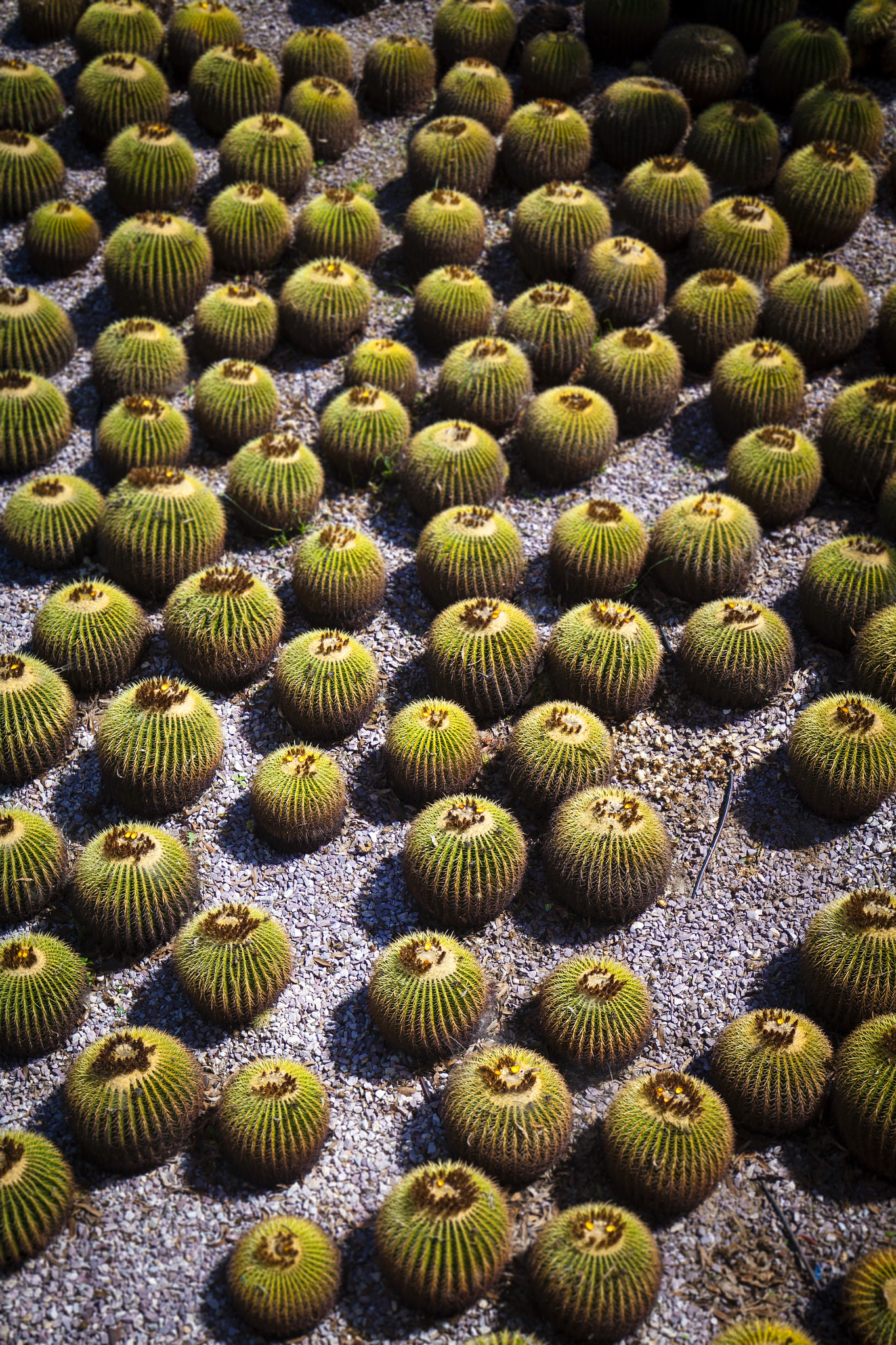 Canon EF 16-35mm F4L IS USM sample photo. Land urchins photography