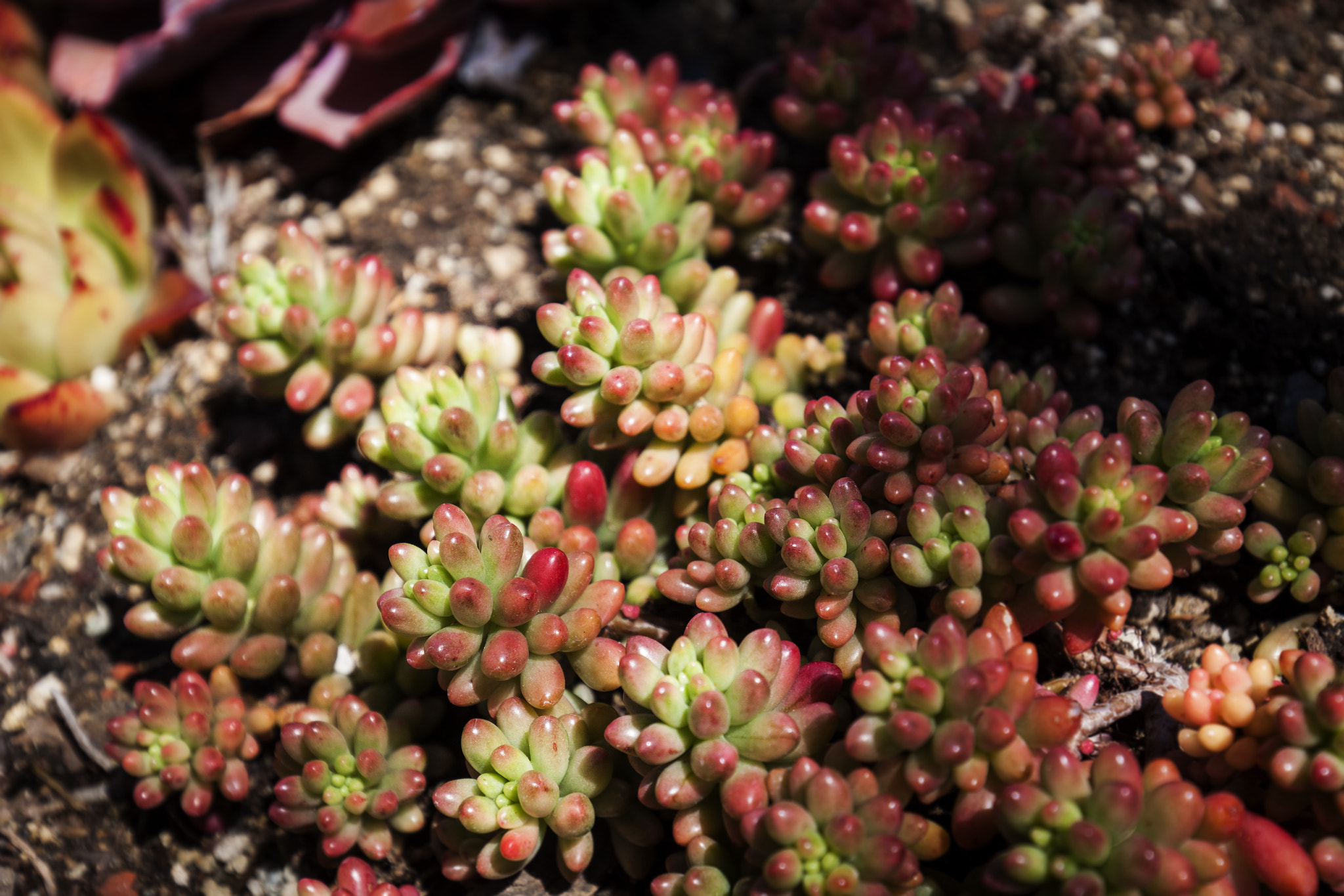 Canon EF 16-35mm F4L IS USM sample photo. Succulent photography