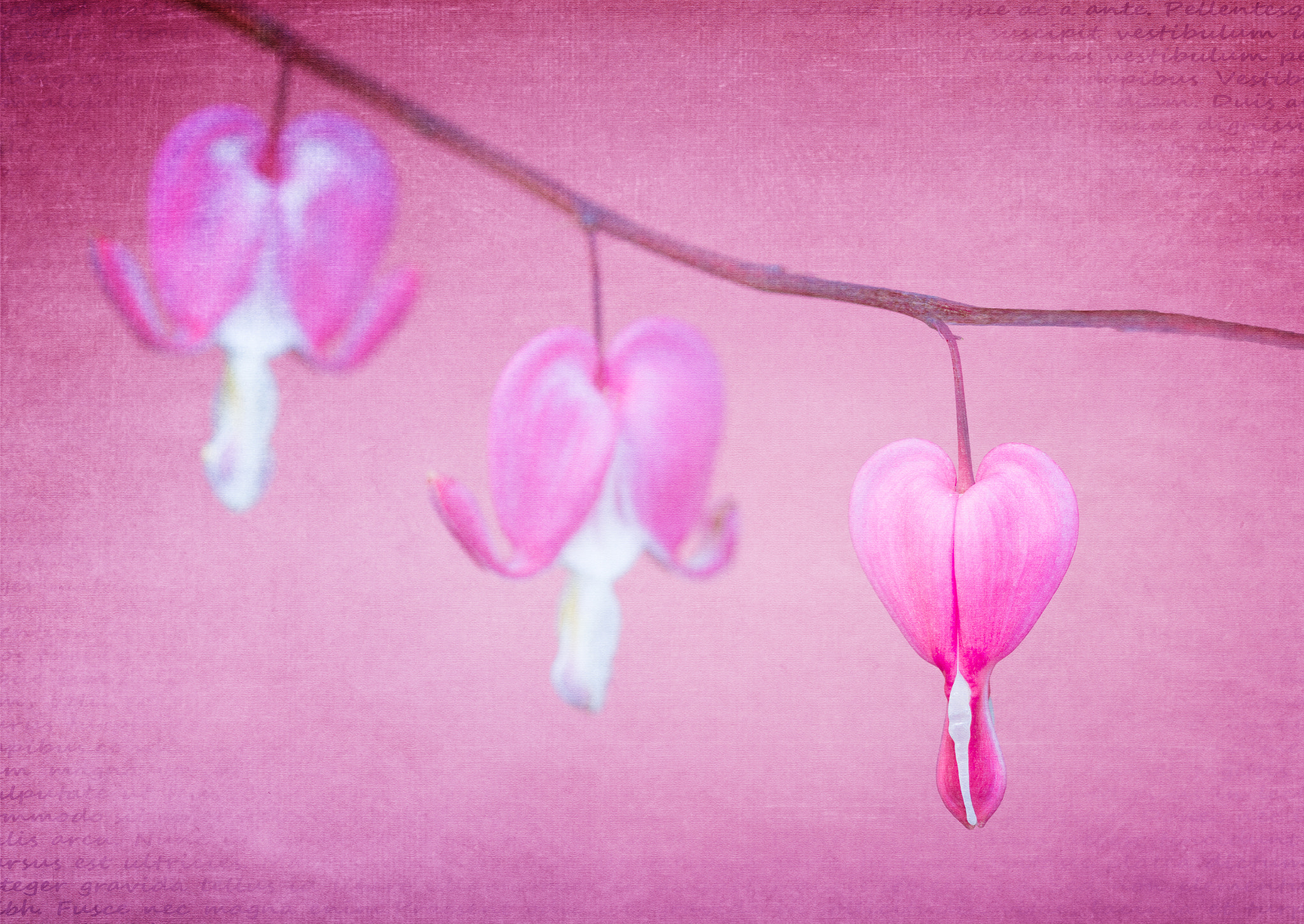 Canon EF 100mm F2.8 Macro USM sample photo. Bleeding hearts photography