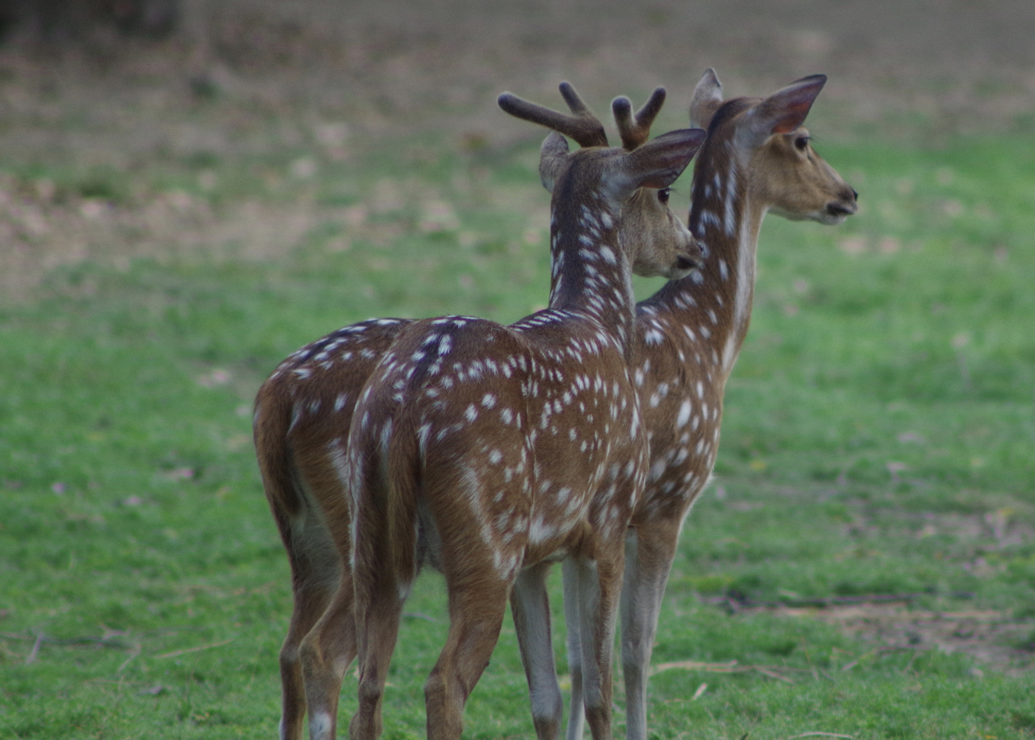 Pentax K-50 sample photo. A pair photography