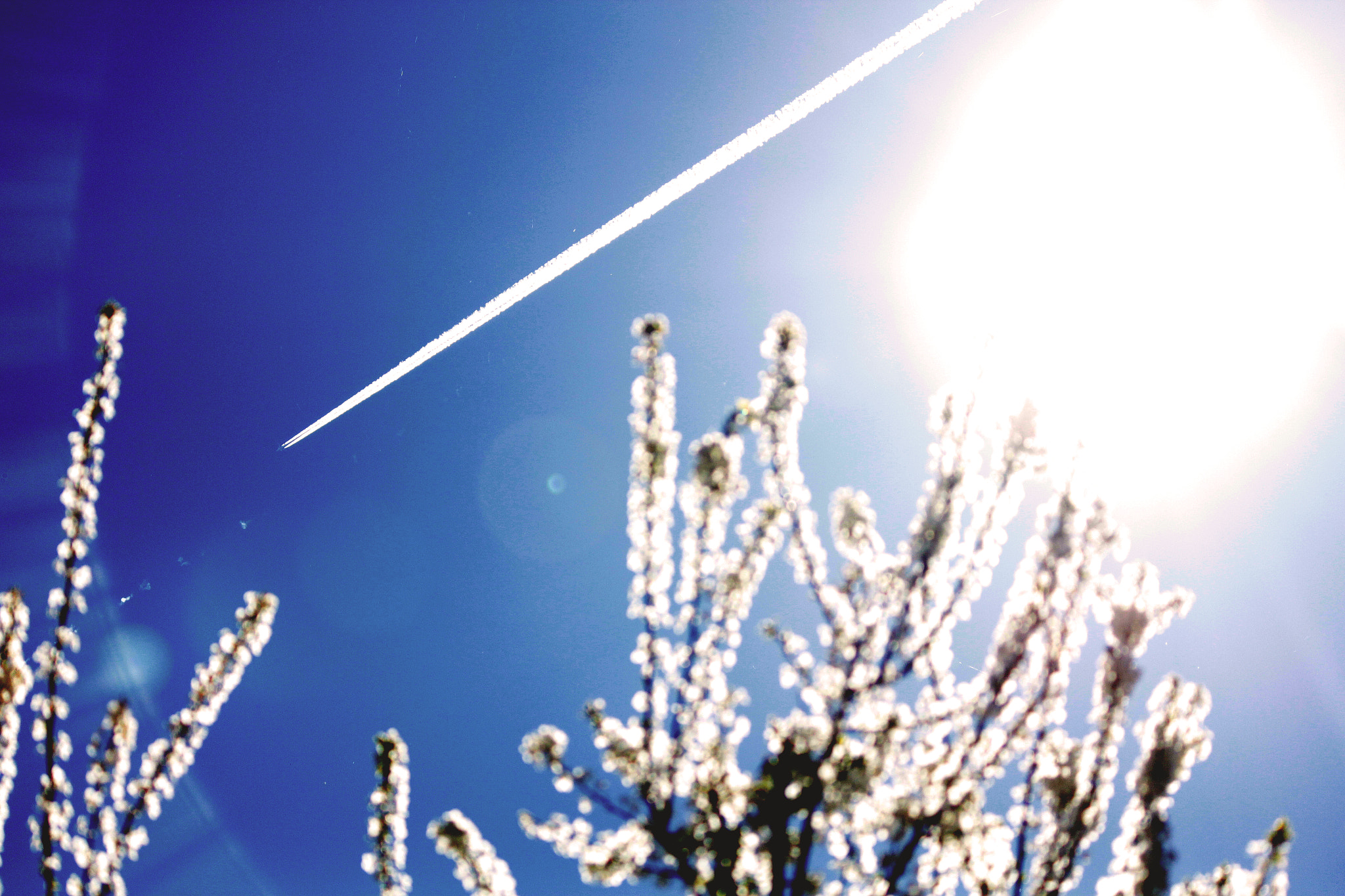Canon EF-S 55-250mm F4-5.6 IS II sample photo. Summer dreams... photography
