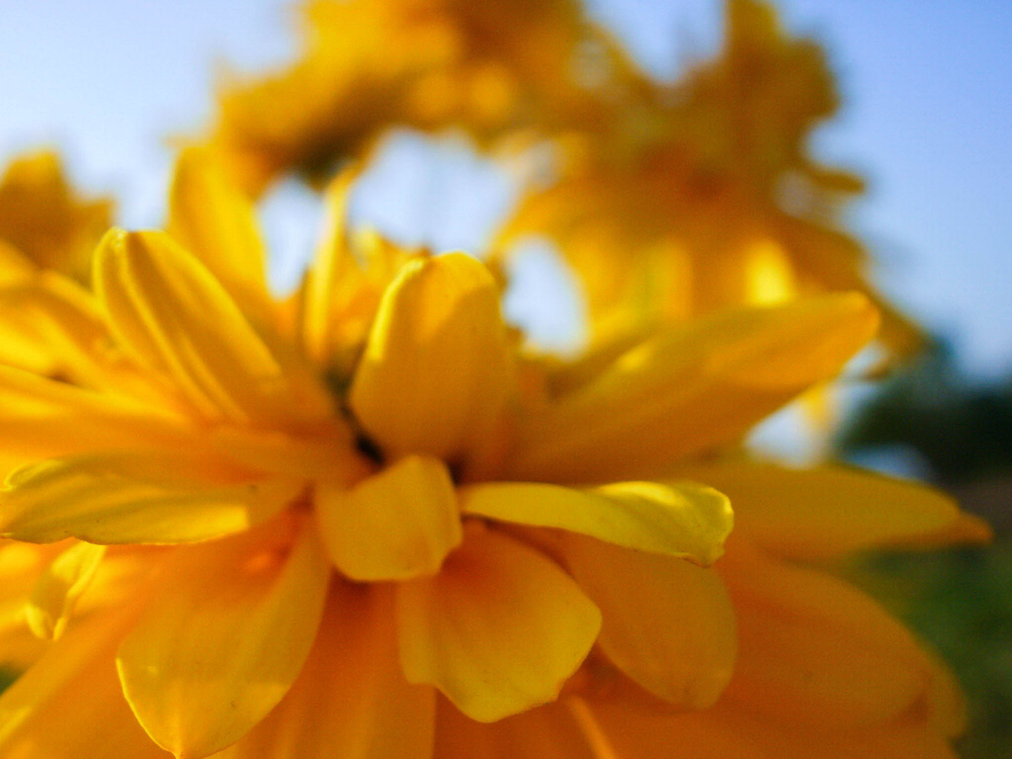 Olympus FE46,X41,X42 sample photo. Aster photography