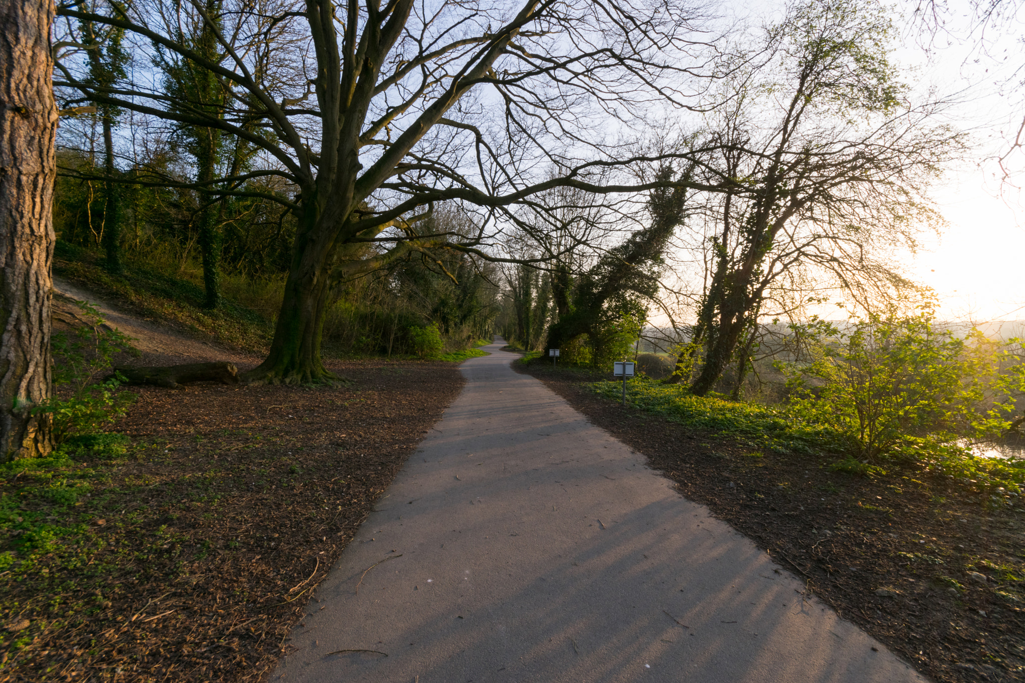 Nikon D5300 sample photo. Evening stroll photography