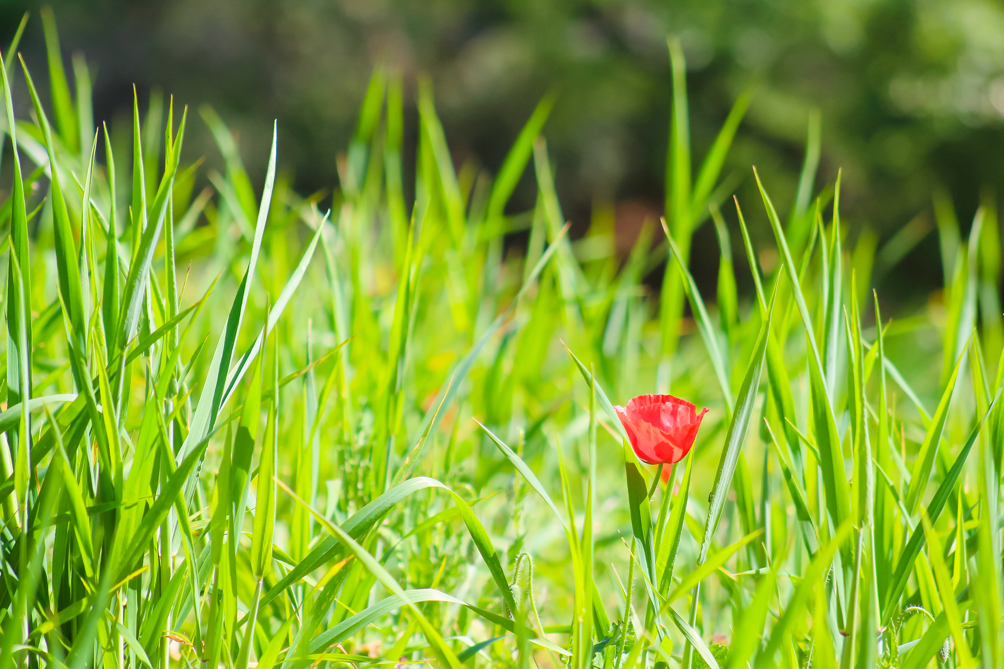 Canon EOS 700D (EOS Rebel T5i / EOS Kiss X7i) sample photo. Papaver rhoeas photography