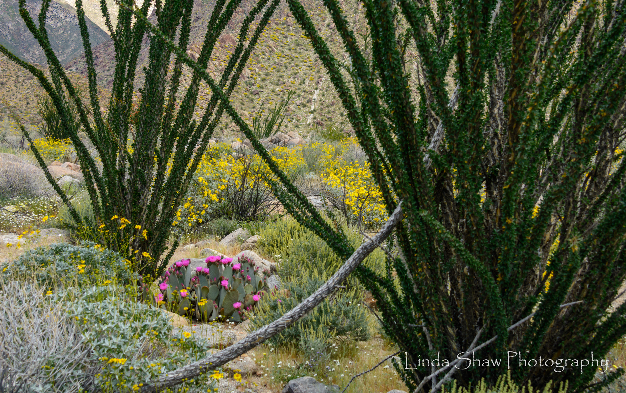 Nikon D7100 sample photo. Beavertail cactus in bloom photography