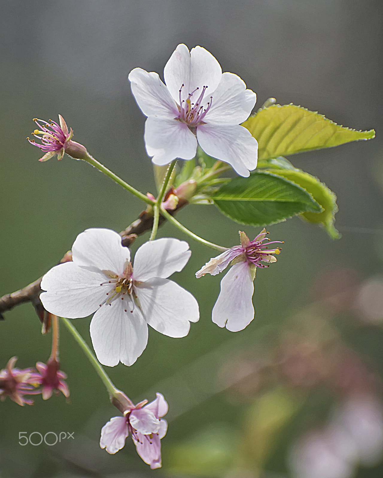 Sigma 70-300mm F4-5.6 DG OS sample photo. Apple blossoms photography