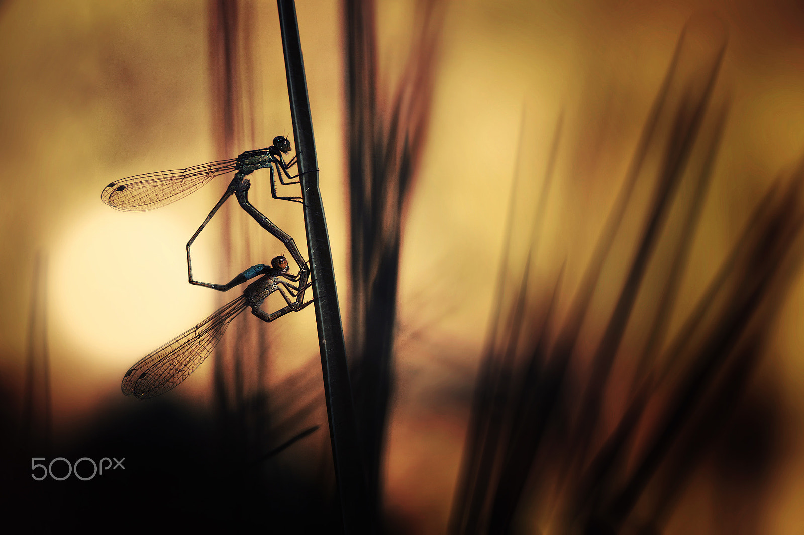 Canon EF 100mm F2.8L Macro IS USM sample photo. Damselfly, mating in the dark photography