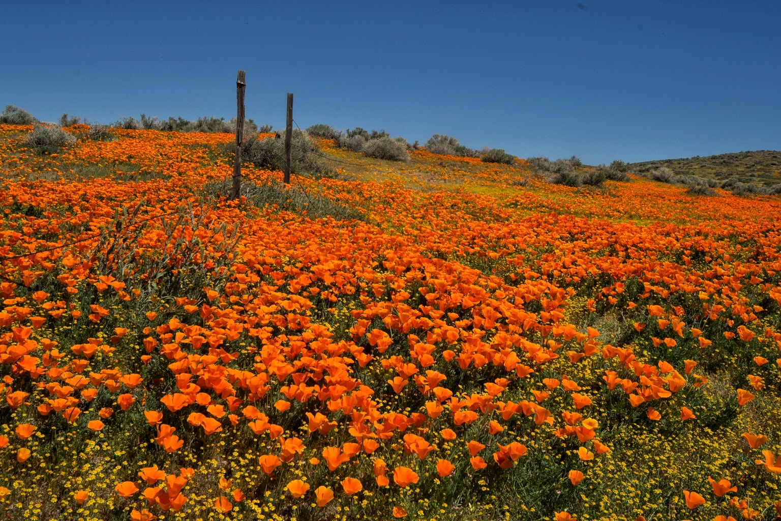 Nikon D3100 + Sigma 12-24mm F4.5-5.6 EX DG Aspherical HSM sample photo. California poppy fields photography