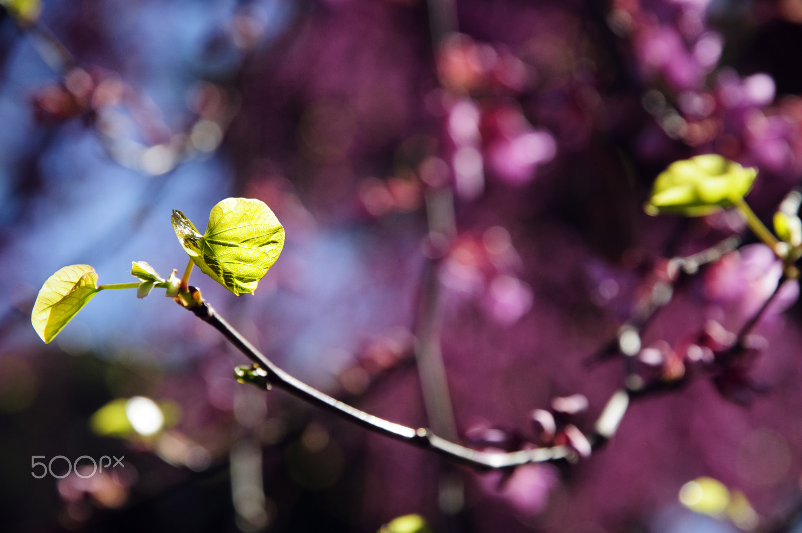 Nikon D300 sample photo. Branch with a solitary leaf illuminated by the sun photography