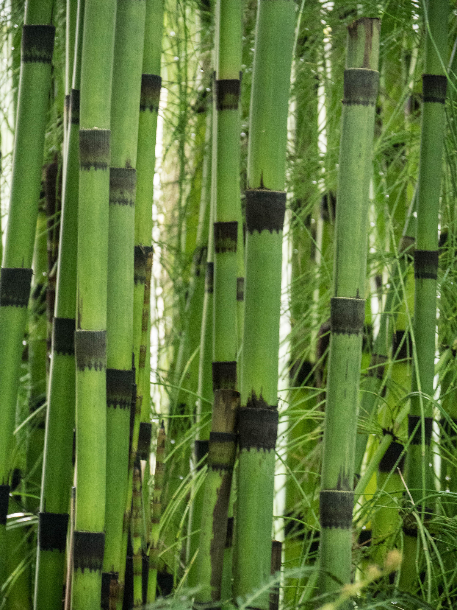 Panasonic Lumix DMC-GX8 sample photo. -1703_edinurgh botanics026026.jpg photography