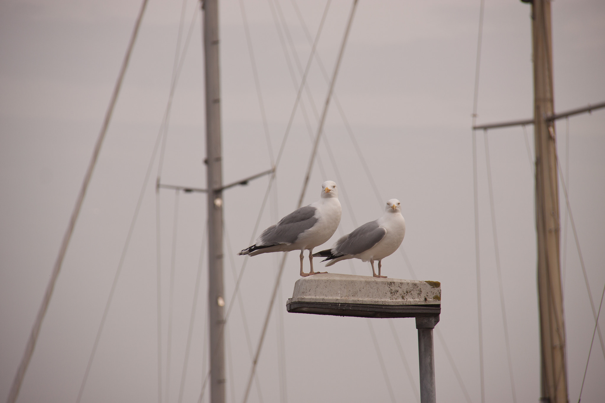Canon EF-S 18-200mm F3.5-5.6 IS sample photo. Foggy day photography