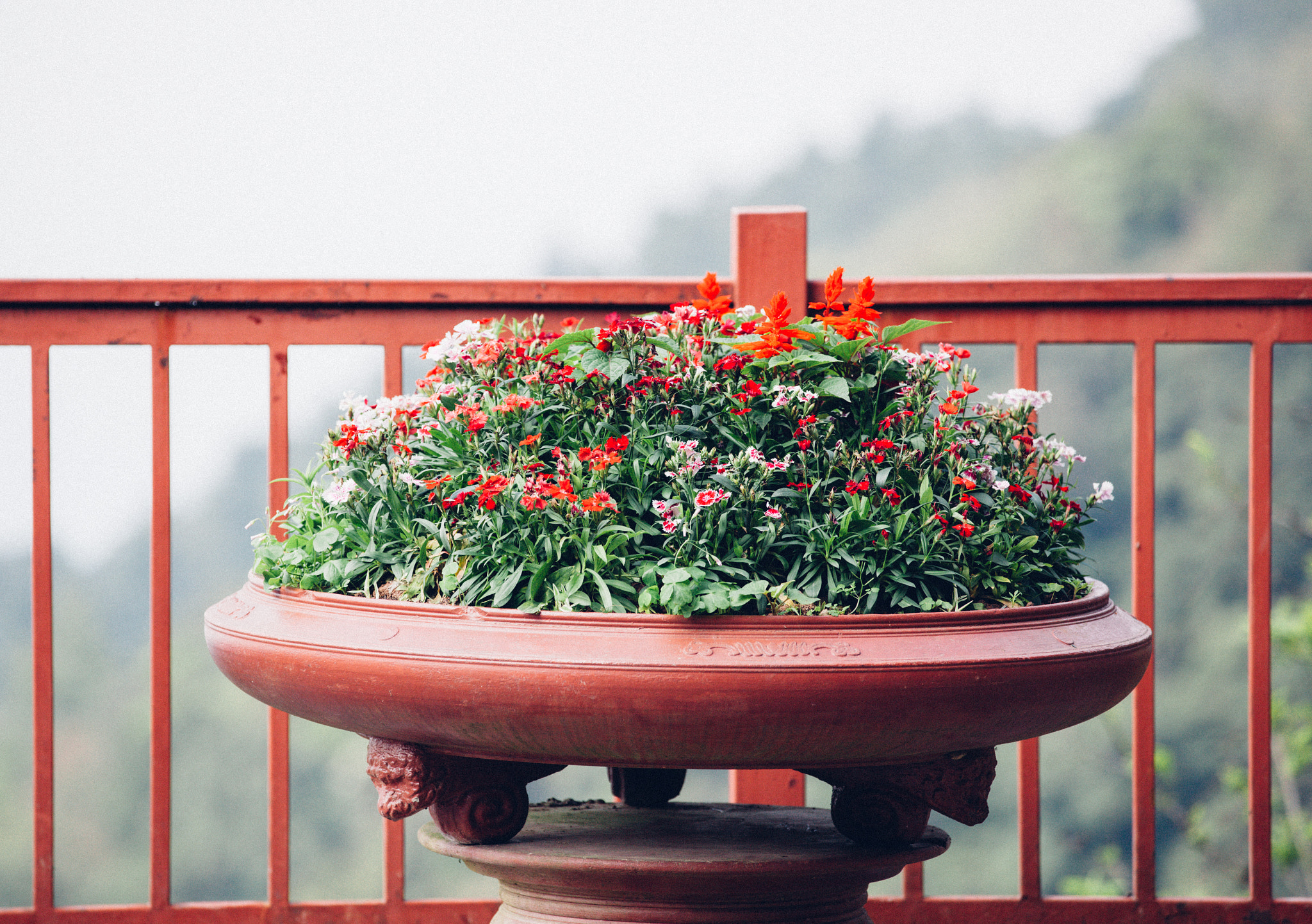 Canon EF 70-200mm F2.8L IS II USM sample photo. Img photography